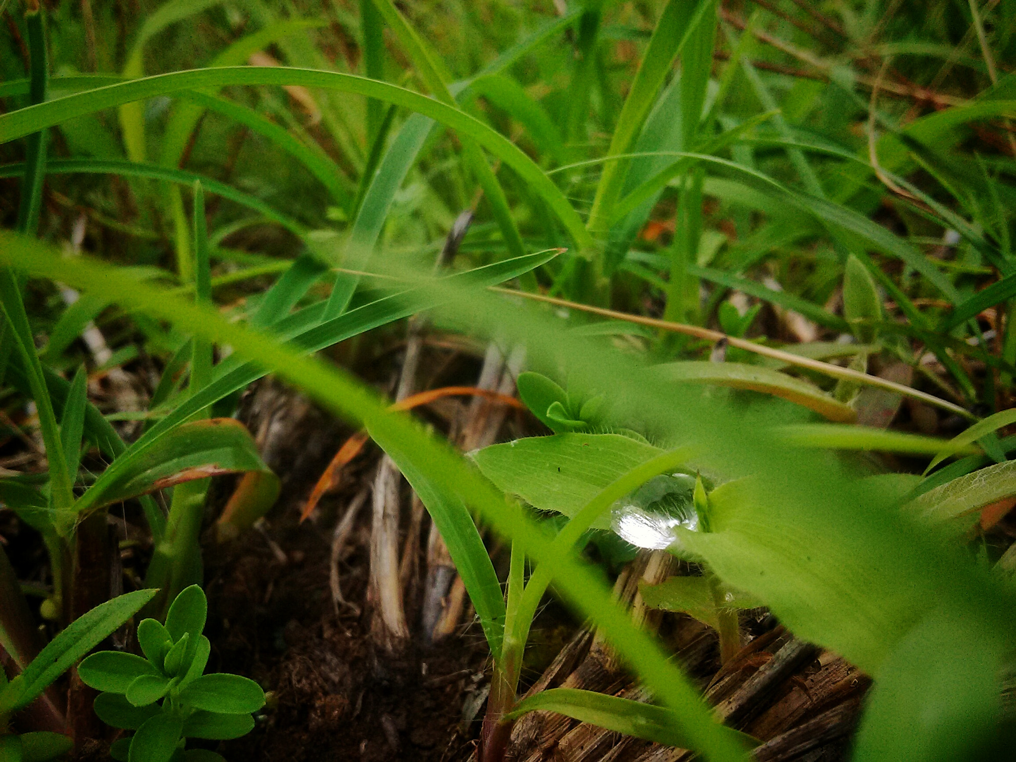 Motorola MotoE2 sample photo. Droplet photography