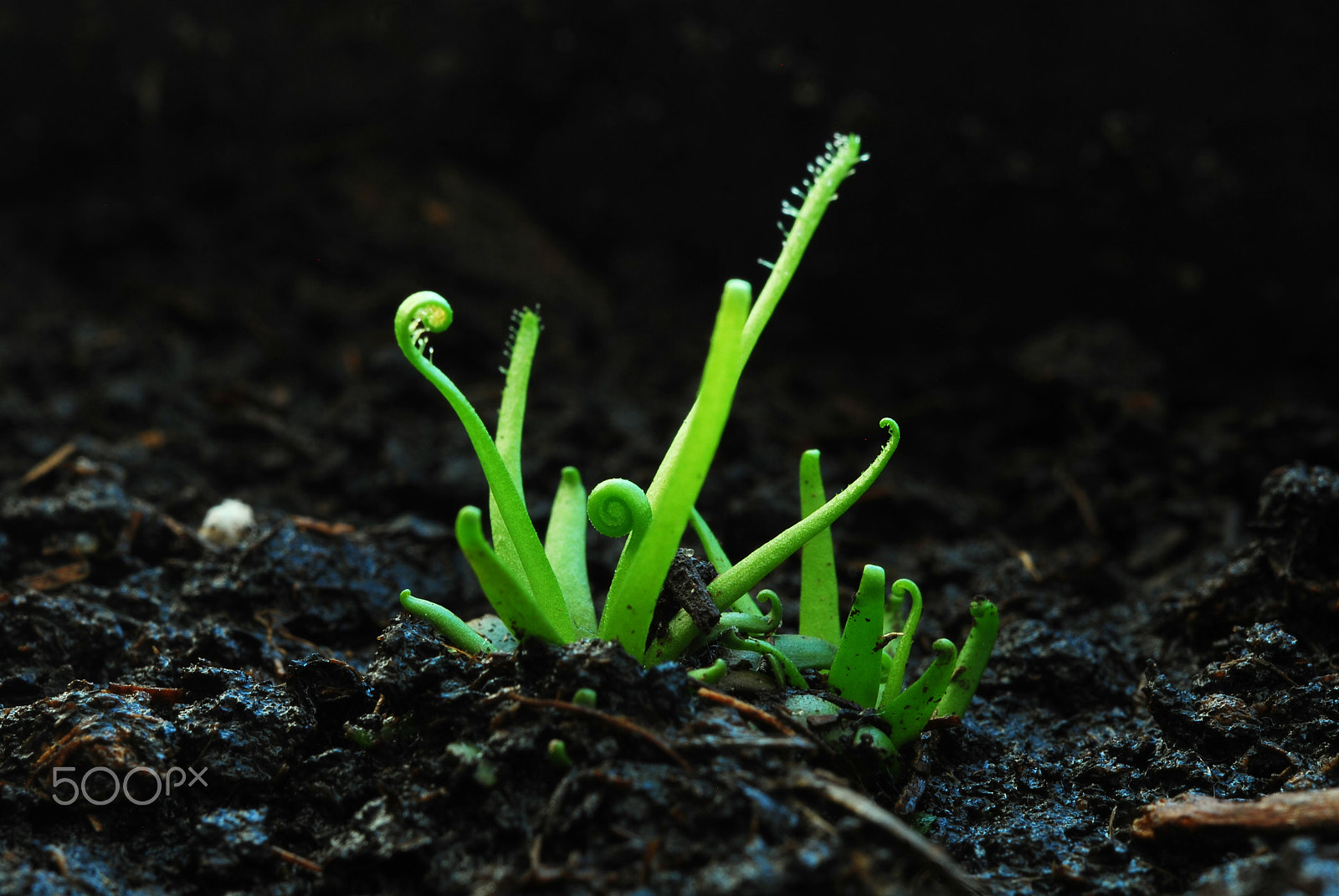 Nikon D80 sample photo. Out of hibernation photography