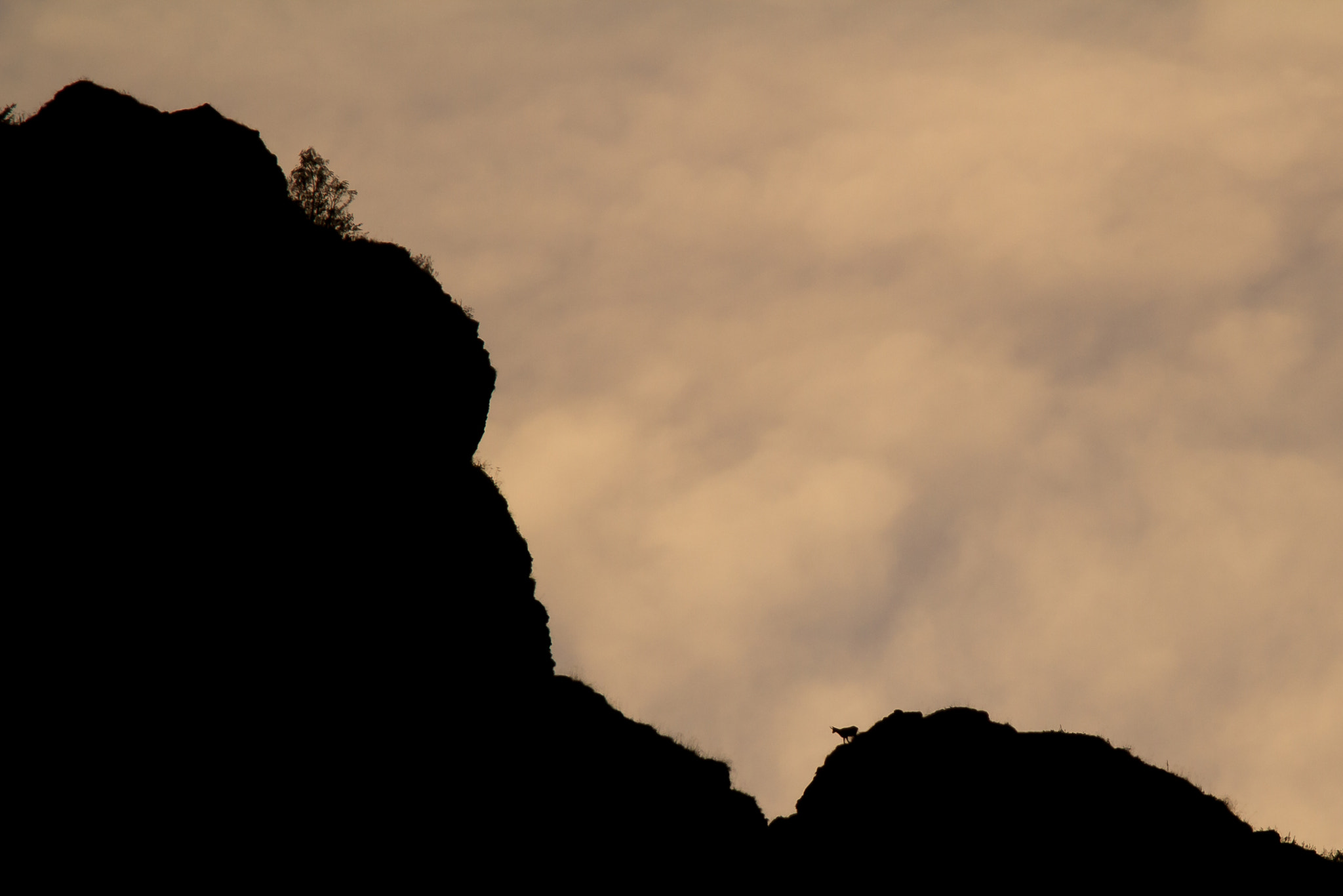 Canon EF 500mm F4L IS USM sample photo. Chamois on its way photography