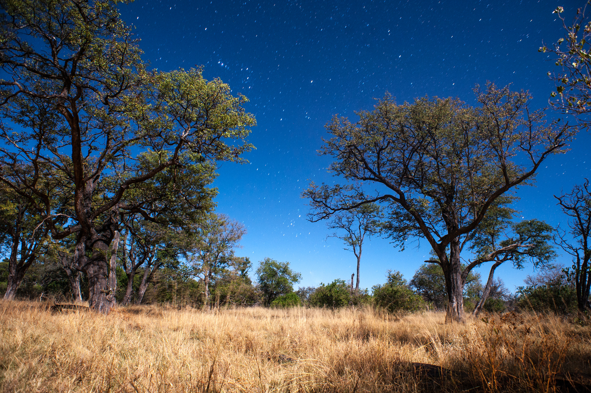 Nikon D700 + Nikon AF Nikkor 20mm F2.8D sample photo. Savannah starry night photography
