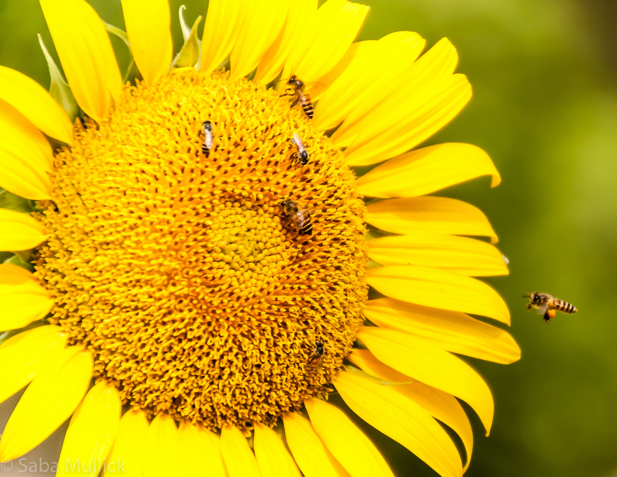 Nikon D300S sample photo. Sun flower photography