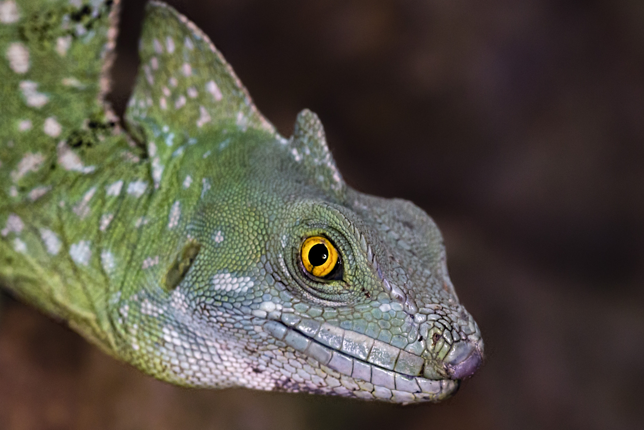 Tamron SP AF 90mm F2.8 Di Macro sample photo. I'm watching you photography