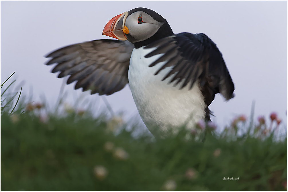 Canon EF 200-400mm F4L IS USM Extender 1.4x sample photo. Icelandic puffin photography