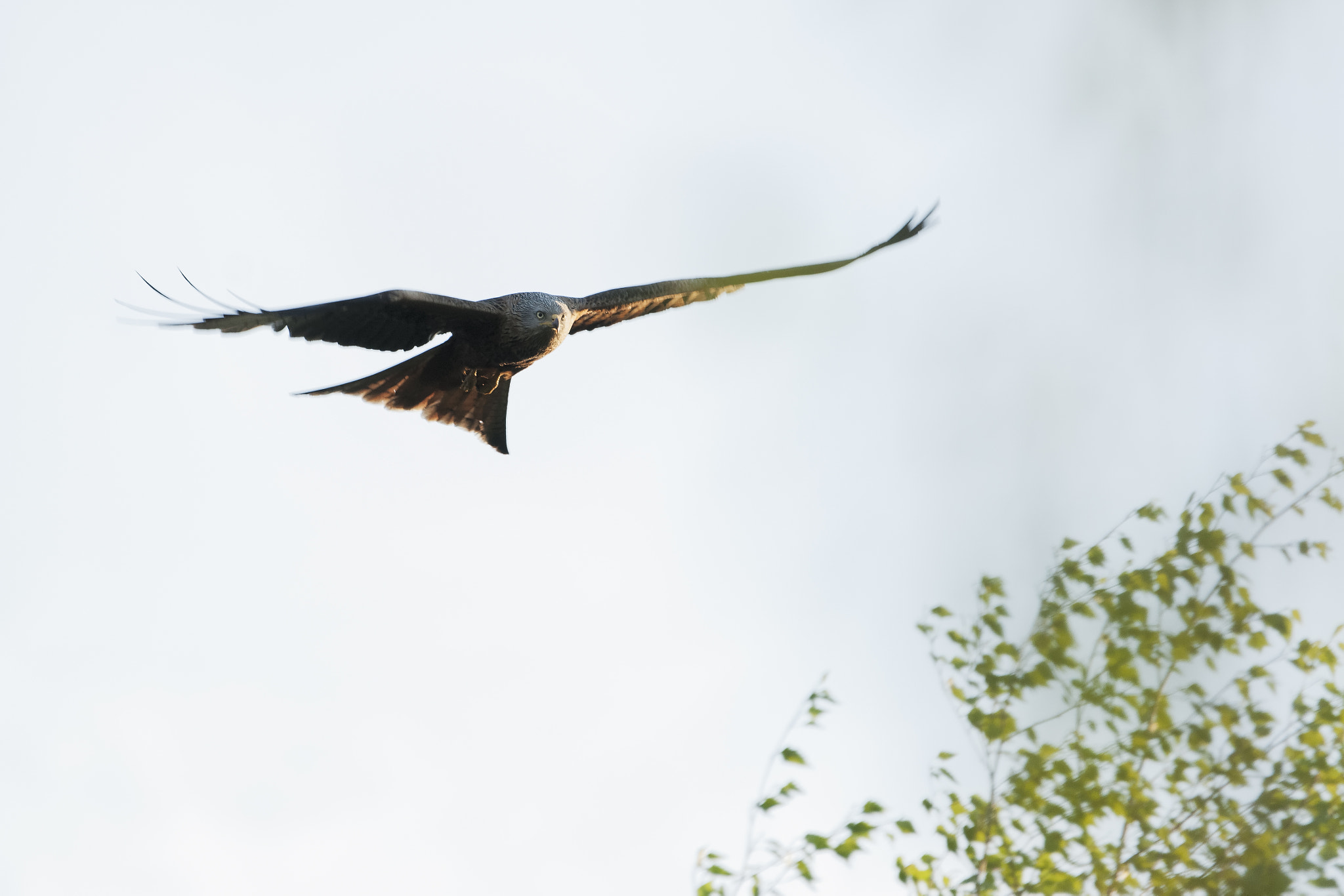 Sony 70-400mm F4-5.6 G SSM II sample photo. Red kite photography
