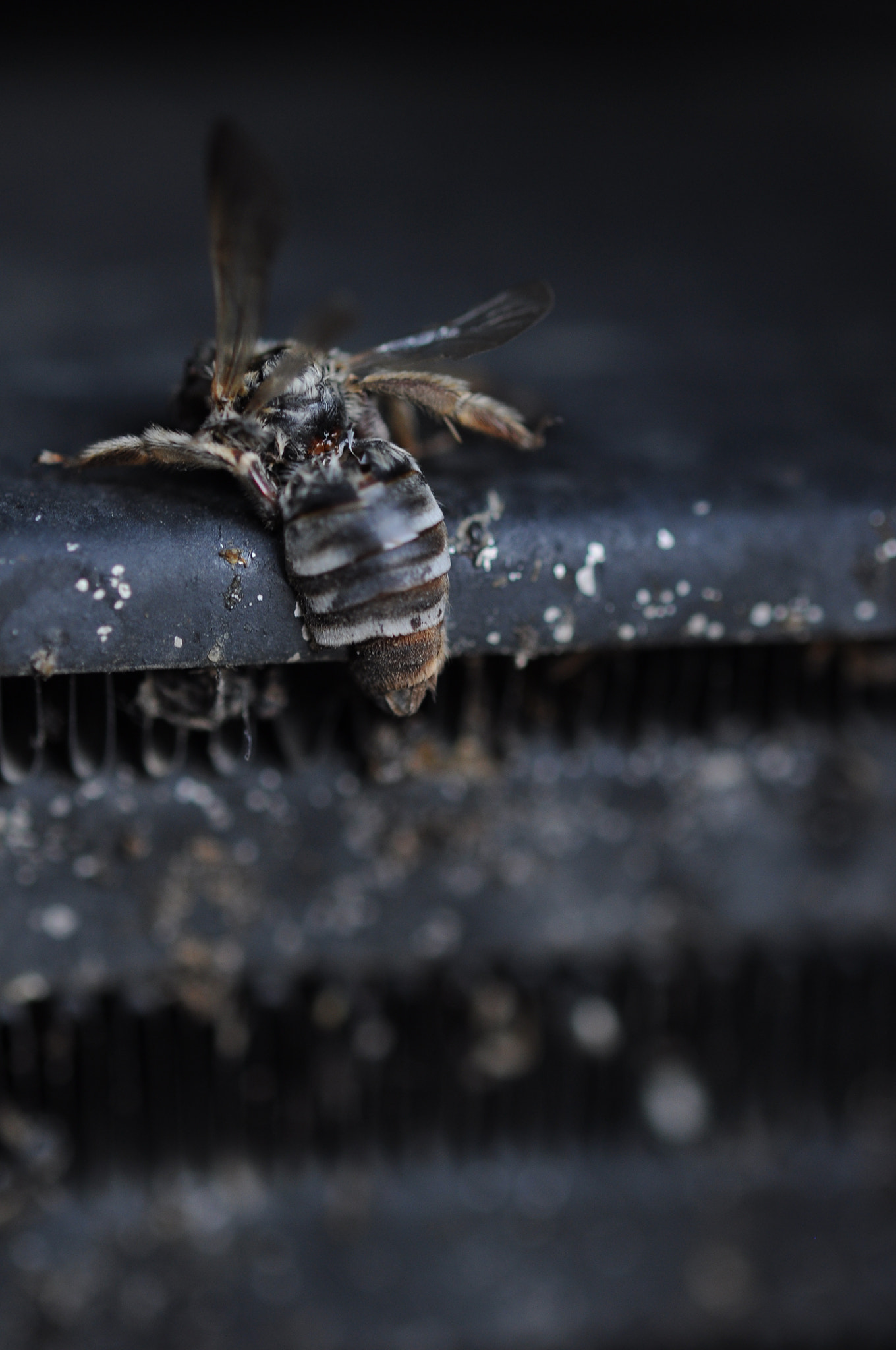 Nikon AF-S Micro-Nikkor 60mm F2.8G ED sample photo. Save the bees photography