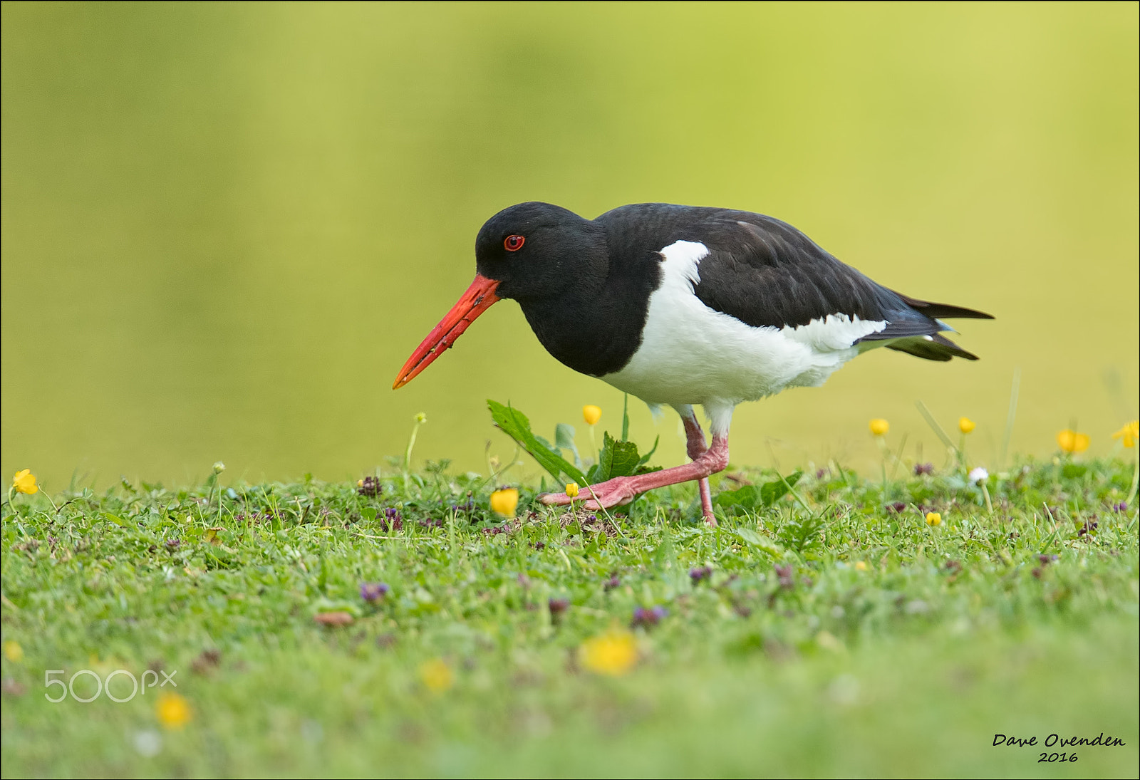 Canon EF 300mm F2.8L IS II USM sample photo. Oystercatcher photography