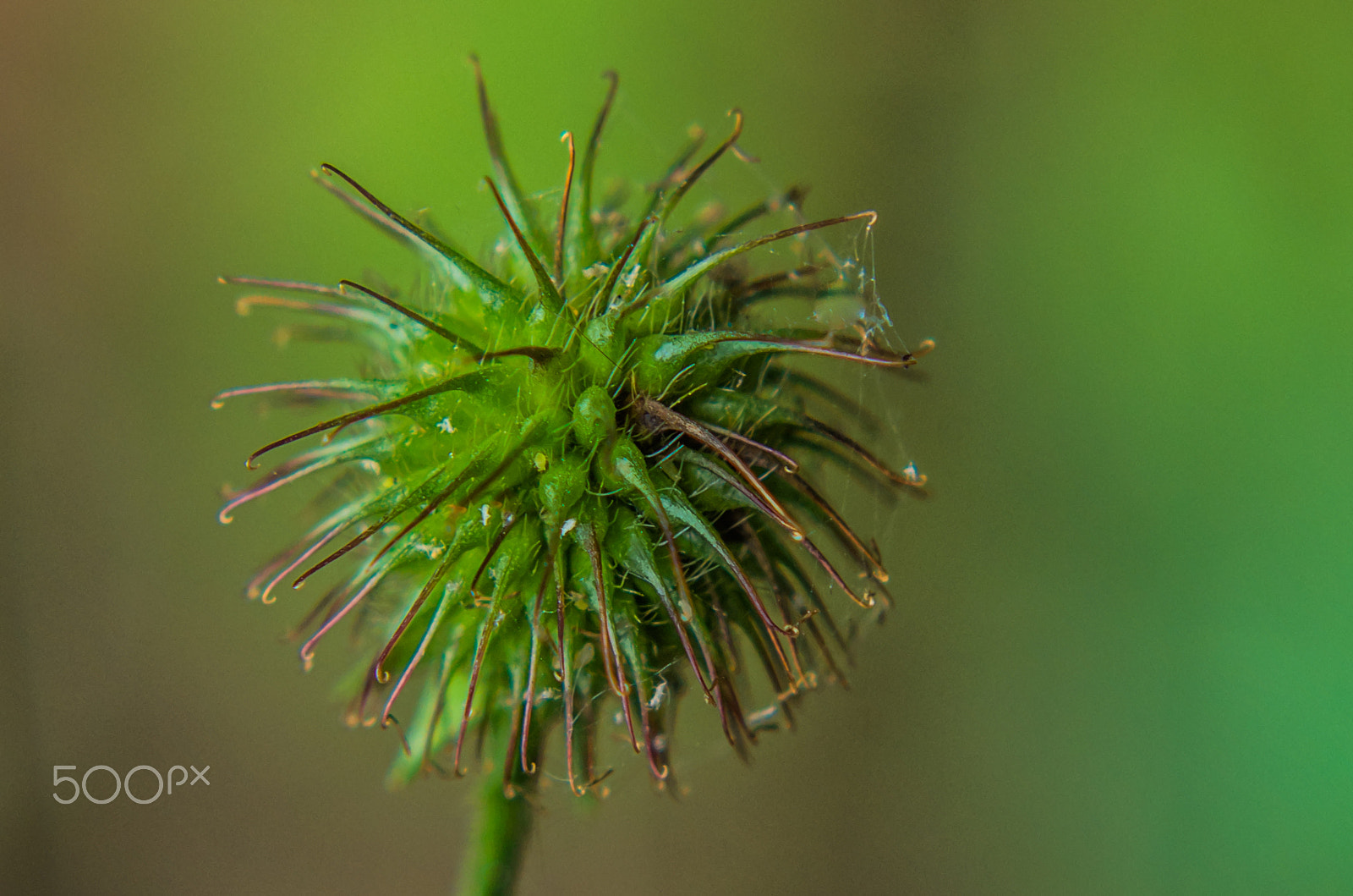 Pentax K-50 + Tamron AF 70-300mm F4-5.6 Di LD Macro sample photo. Wood avens photography