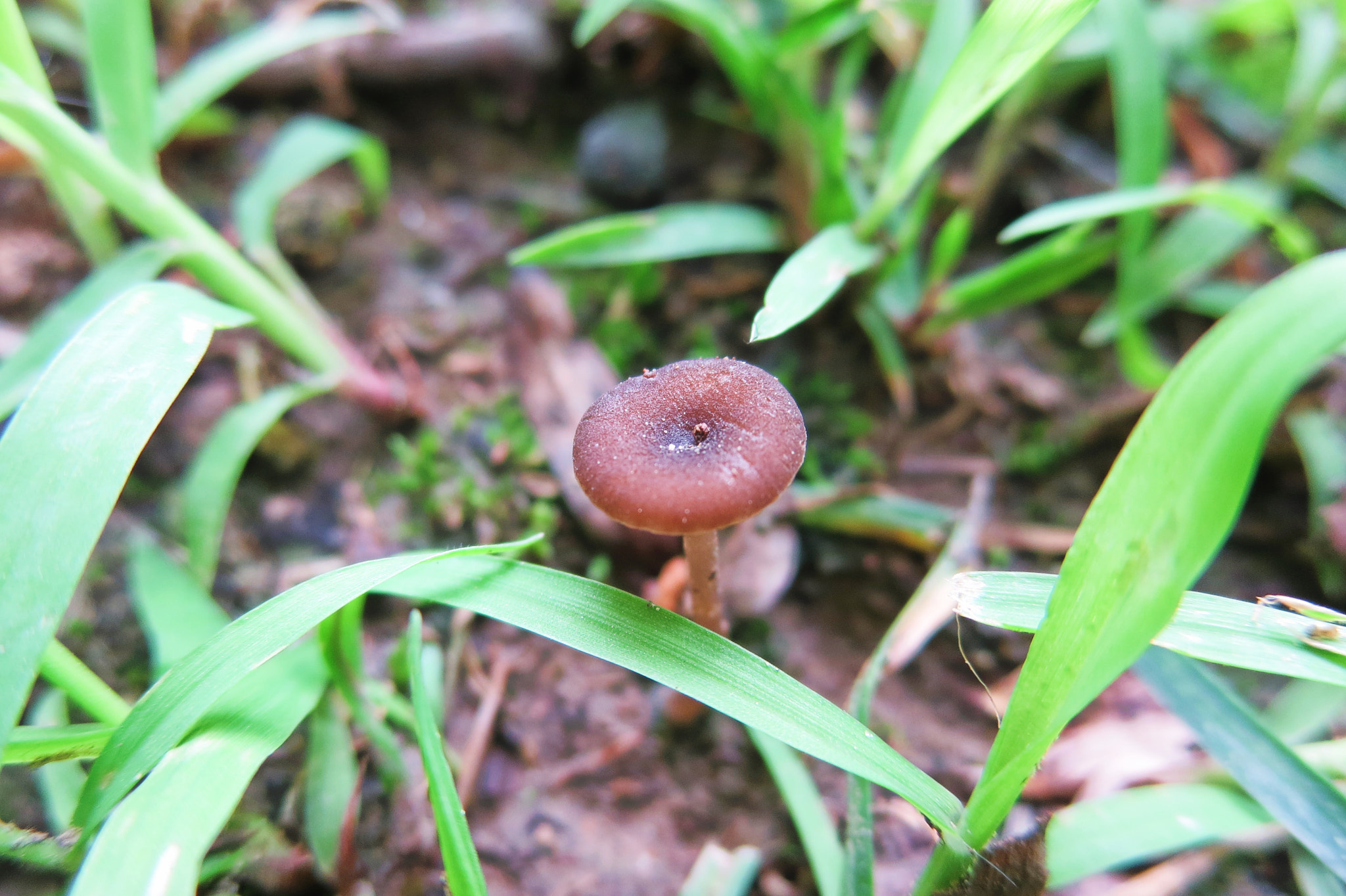 Canon PowerShot ELPH 330 HS (IXUS 255 HS / IXY 610F) sample photo. Mushroom photography