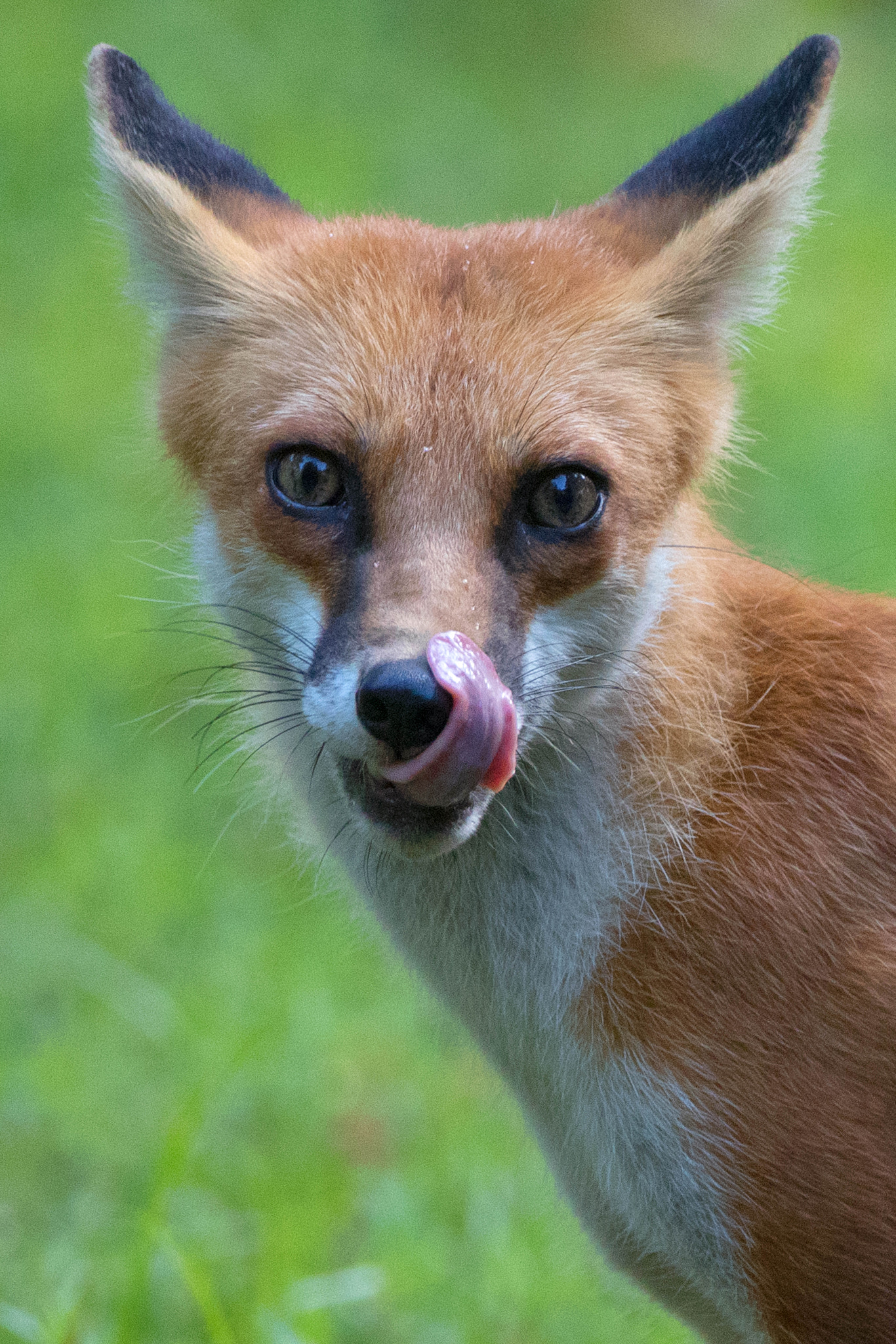 Canon EOS 80D + Canon EF 500mm F4L IS USM sample photo. Twiggy lick photography