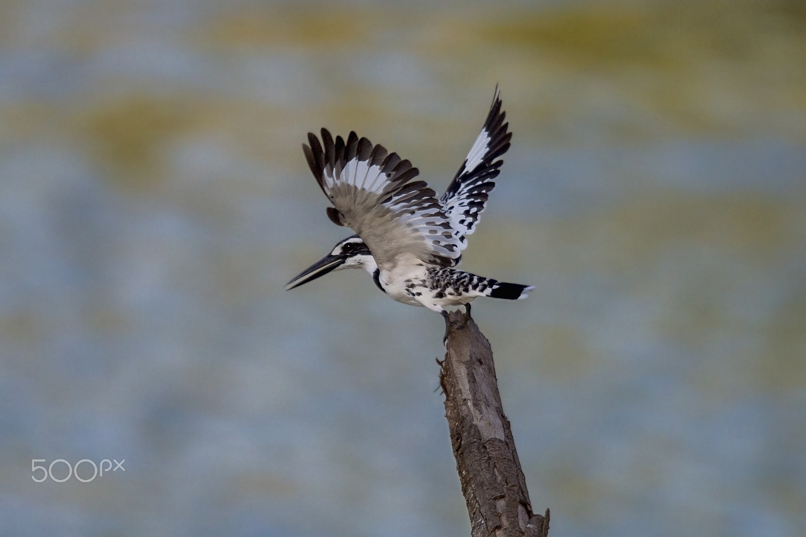 Nikon AF-S Nikkor 400mm F2.8G ED VR II sample photo. Pied kingfisher photography