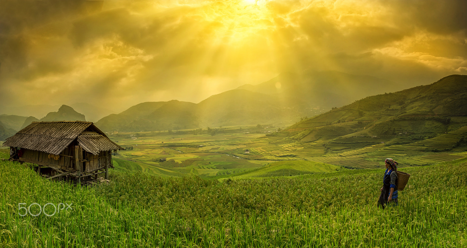 Nikon AF-S Nikkor 17-35mm F2.8D ED-IF sample photo. Rice fields on terrace in rainy season at mu cang chai, yen bai, vietnam. rice fields prepare for... photography