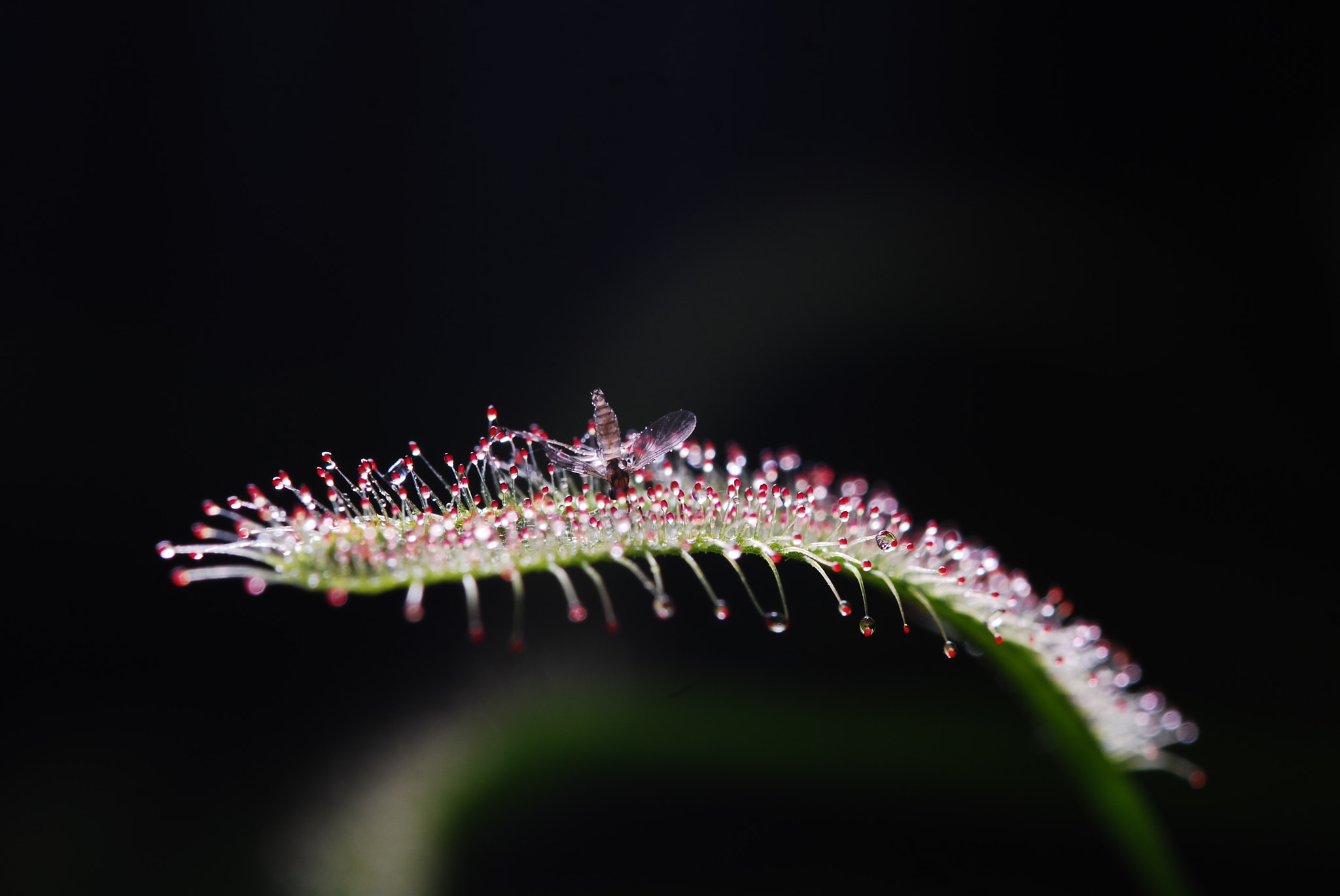 Nikon D80 sample photo. Unlucky fly photography