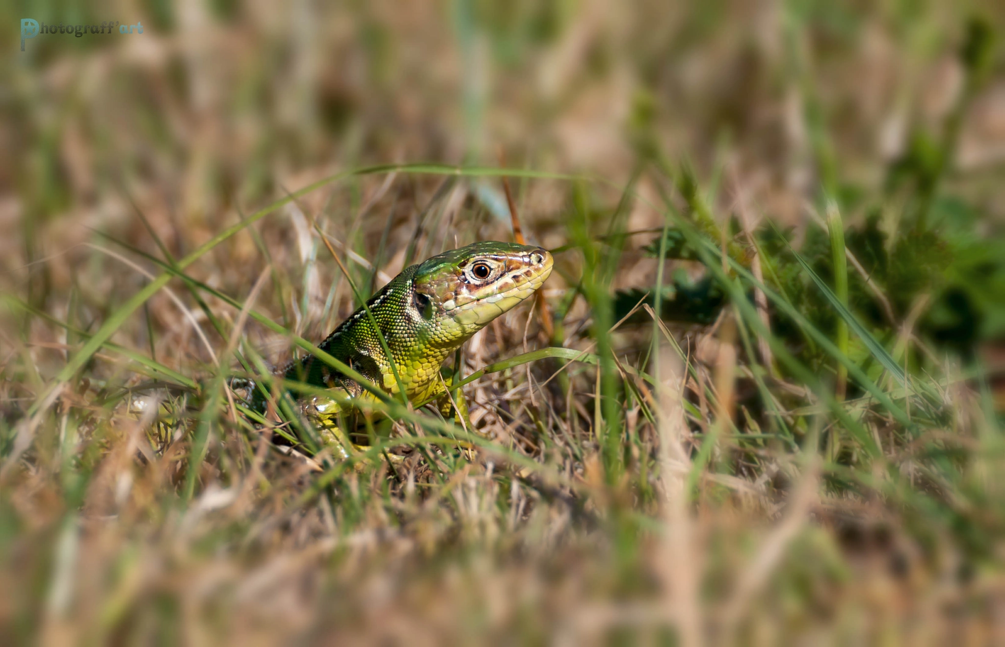 Nikon D5000 sample photo. Lézard vert photography