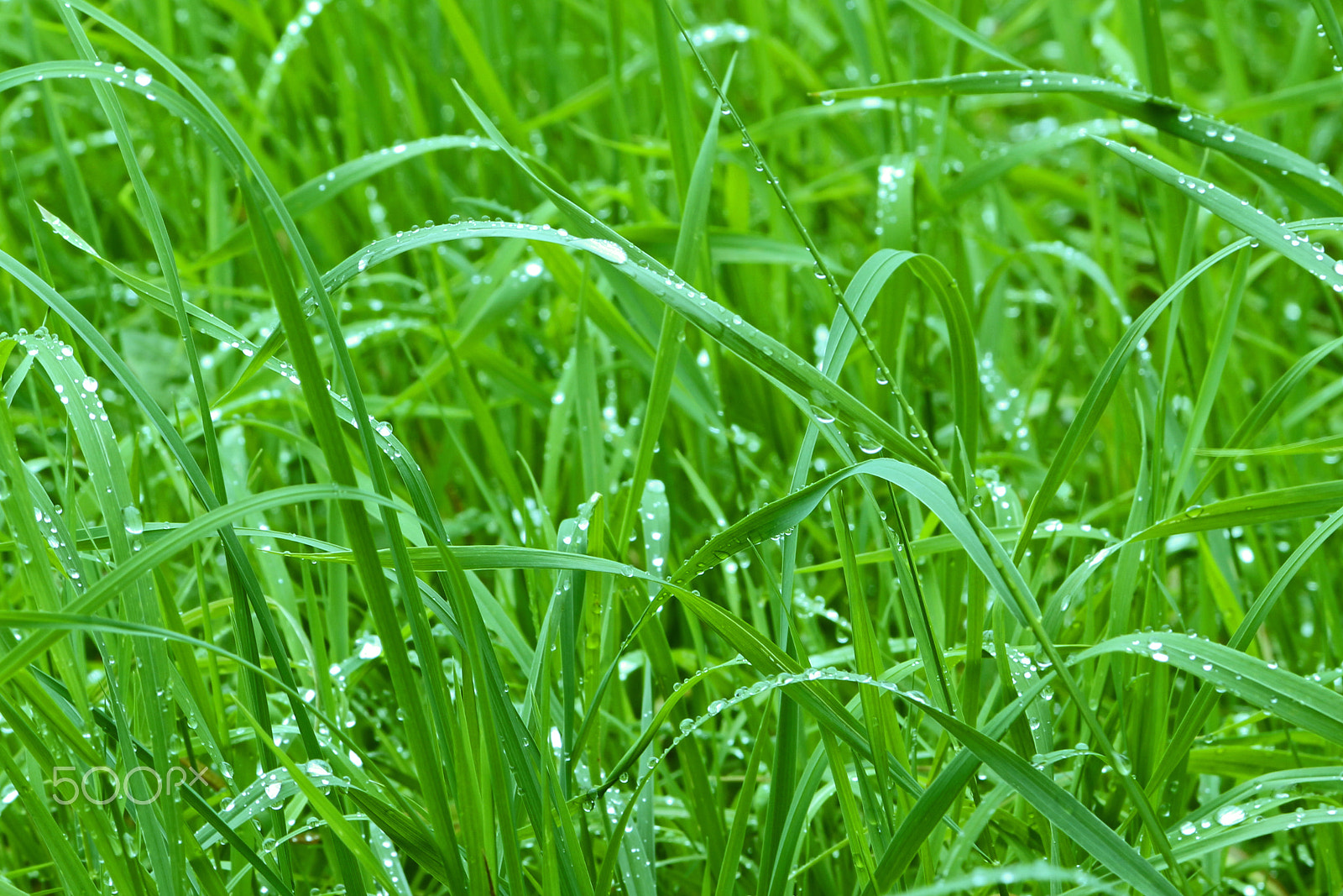 Canon EF 28-135mm F3.5-5.6 IS USM sample photo. Just green wet long grass photography