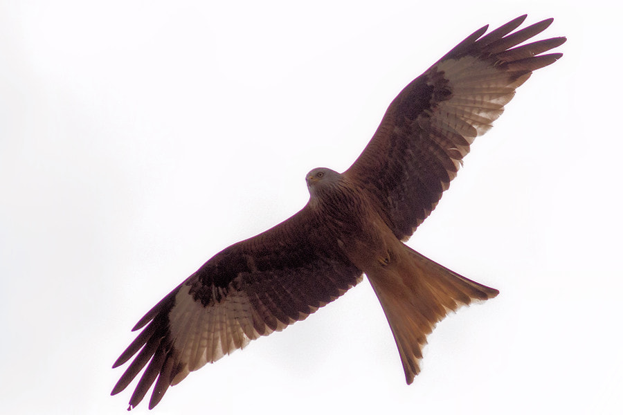 Canon EF 300mm F4L IS USM sample photo. Rot milan photography