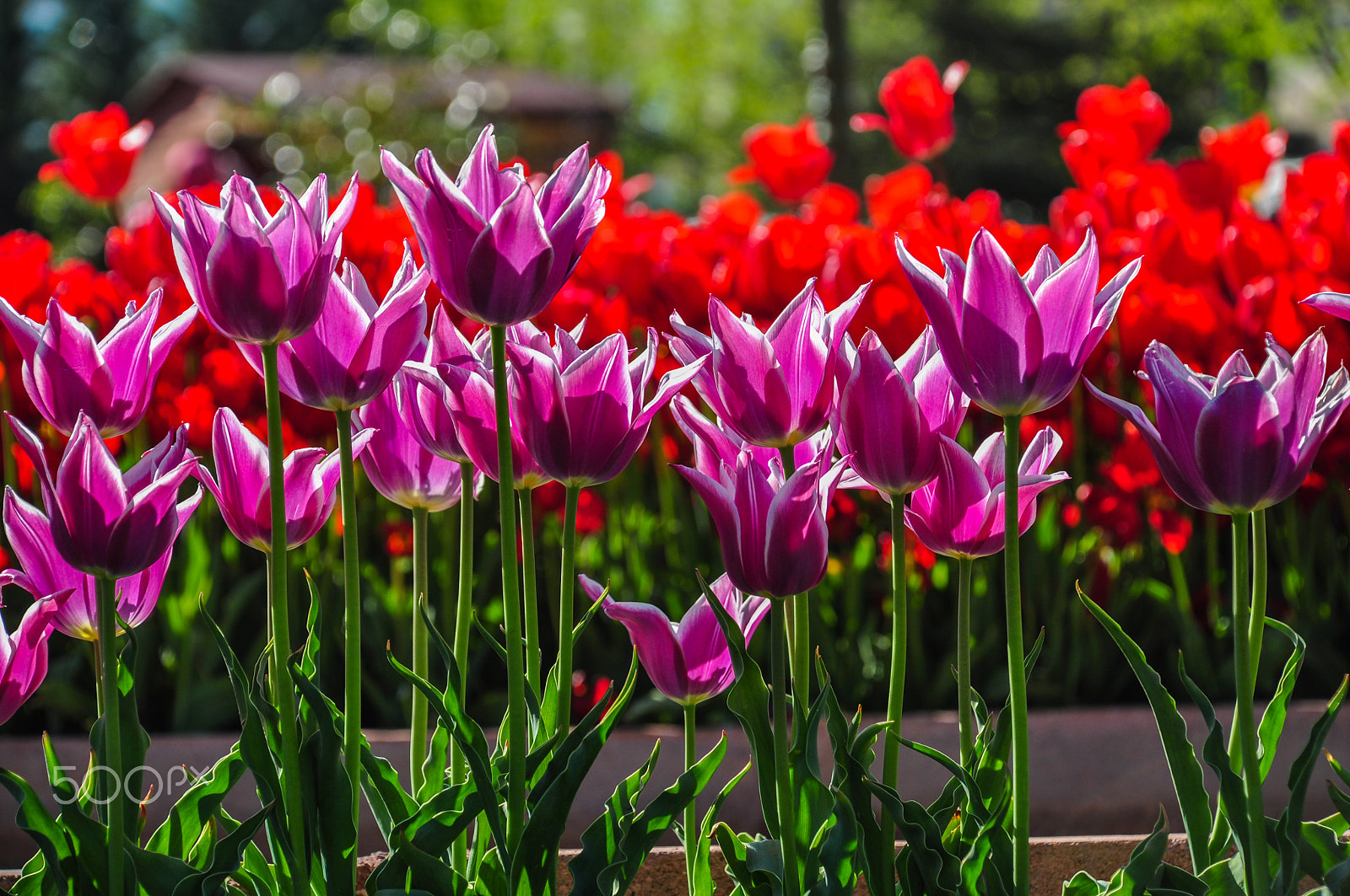Nikon D5000 sample photo. Light and flowers photography