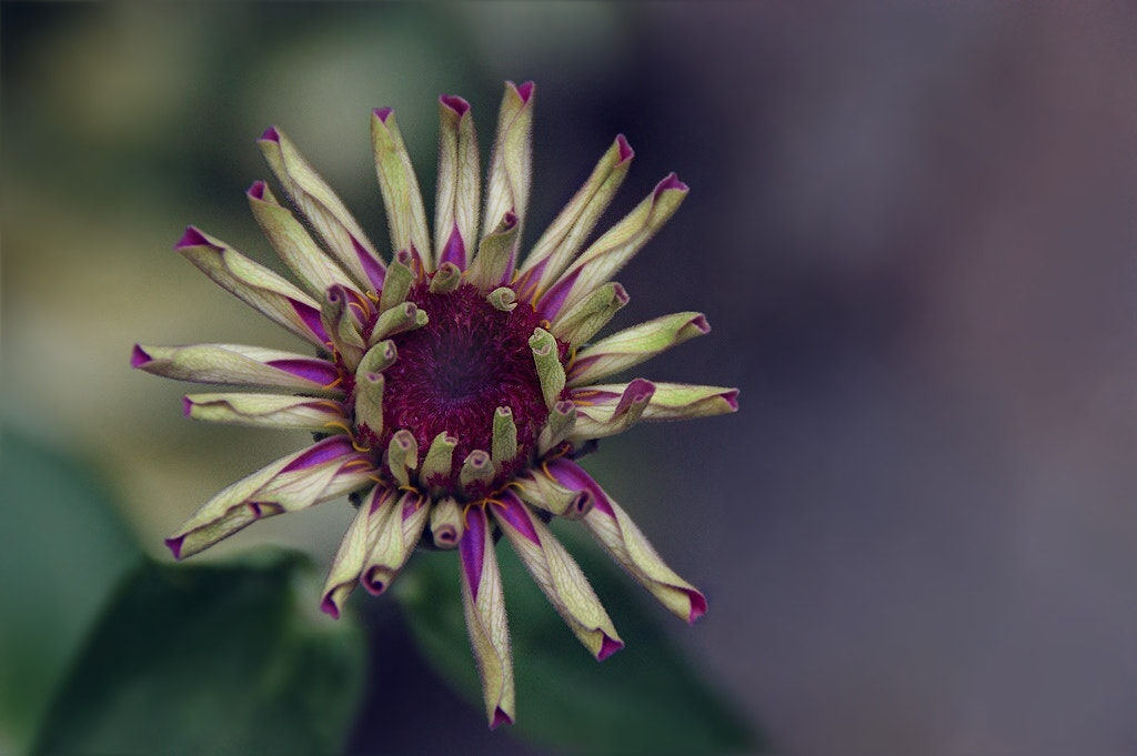 Sony Alpha DSLR-A290 sample photo. Awakening photography