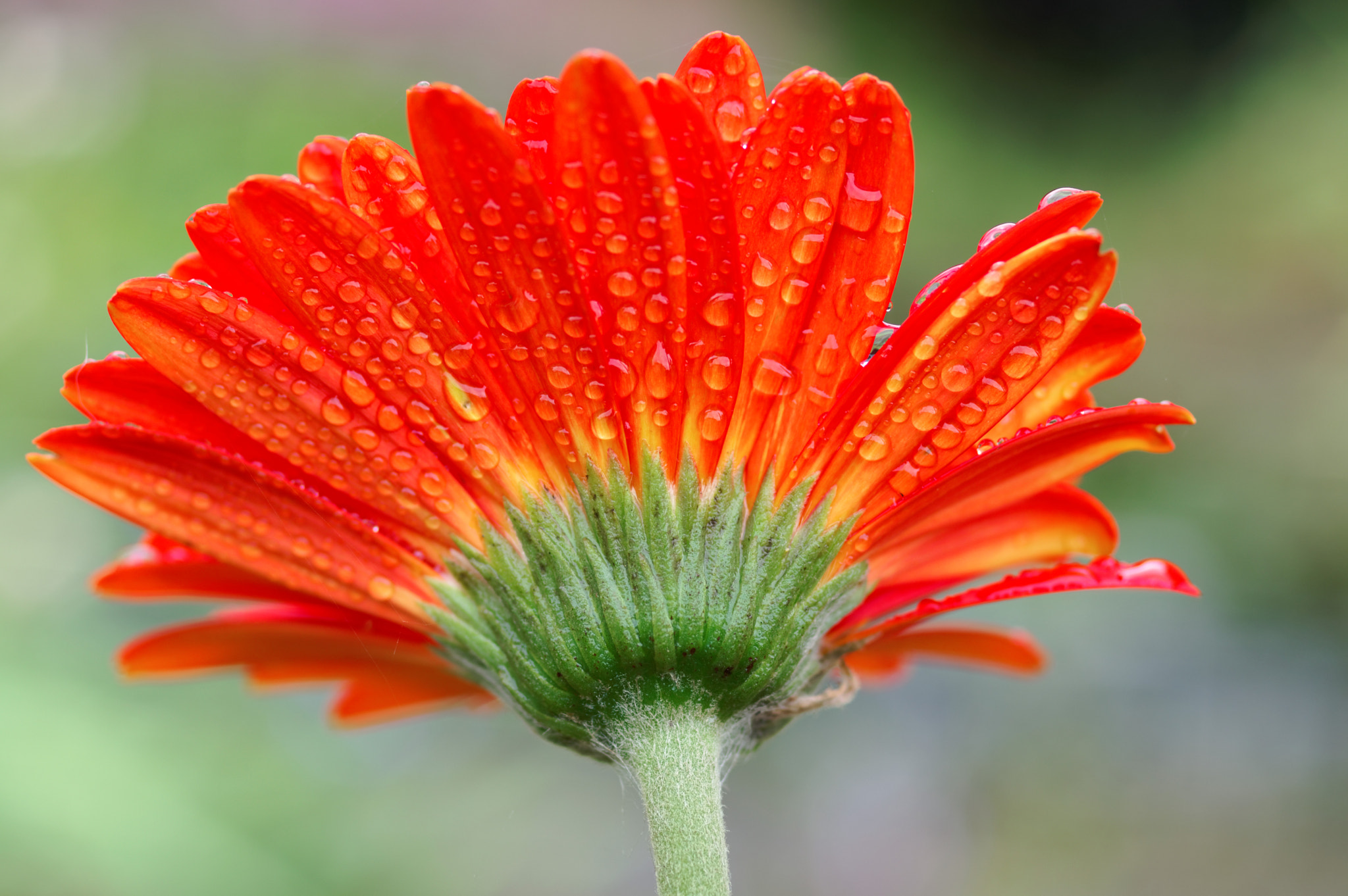 Pentax K-3 II sample photo. Gerbera photography