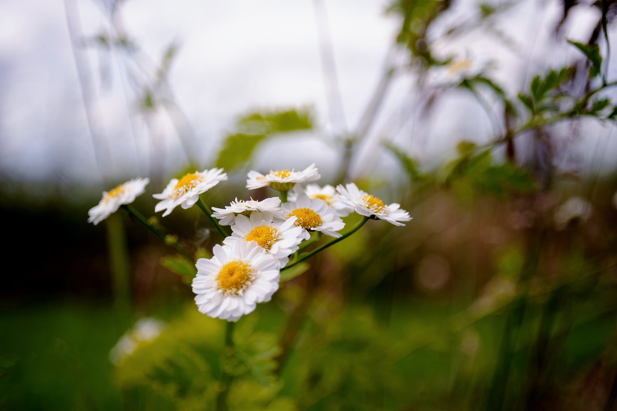 AF Zoom-Nikkor 28-80mm f/3.3-5.6G sample photo. . photography