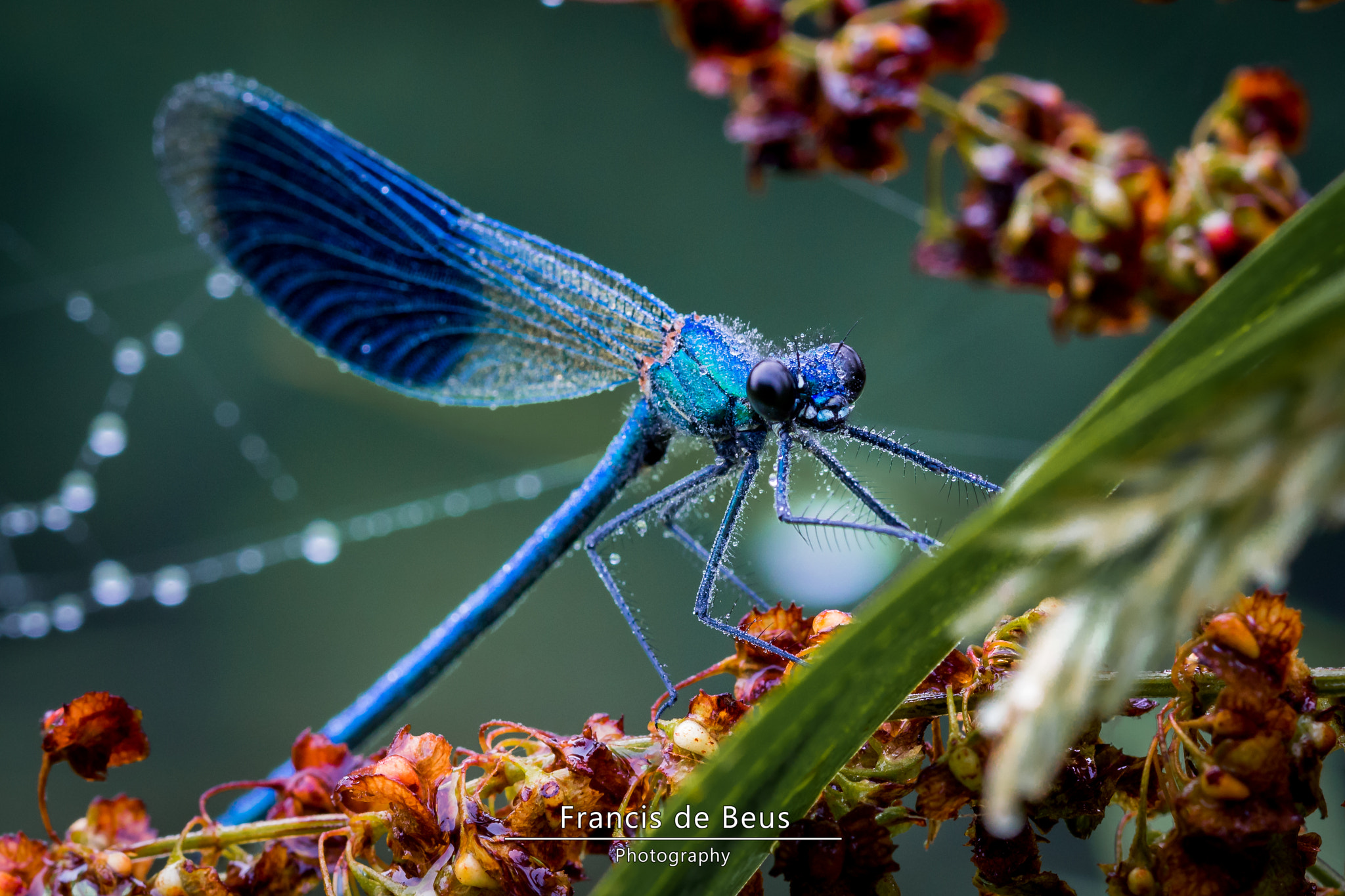 Canon EOS 750D (EOS Rebel T6i / EOS Kiss X8i) + Canon EF 100mm F2.8L Macro IS USM sample photo. Damselfly at dawn photography