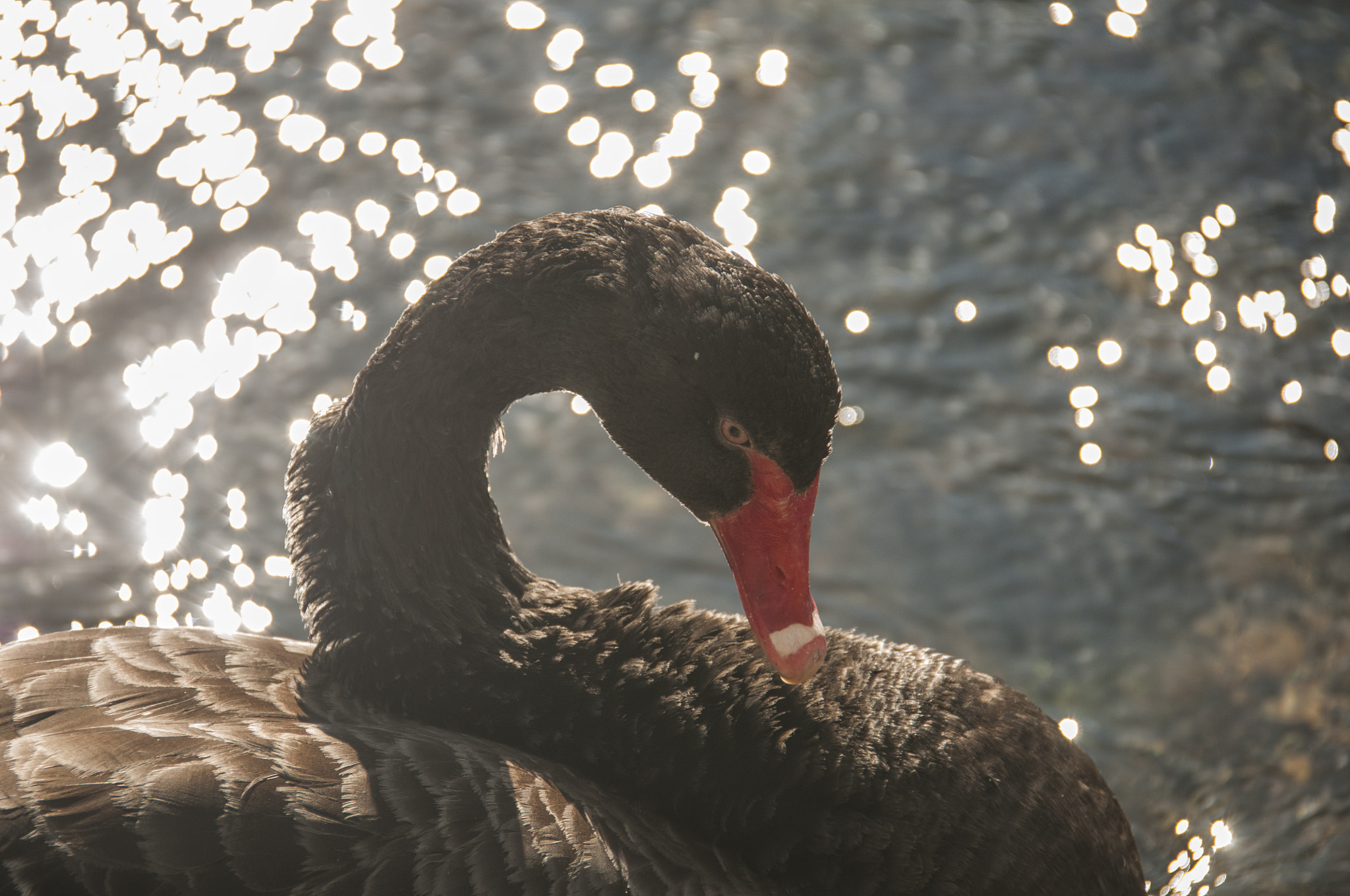 Nikon D300S sample photo. Black swan photography