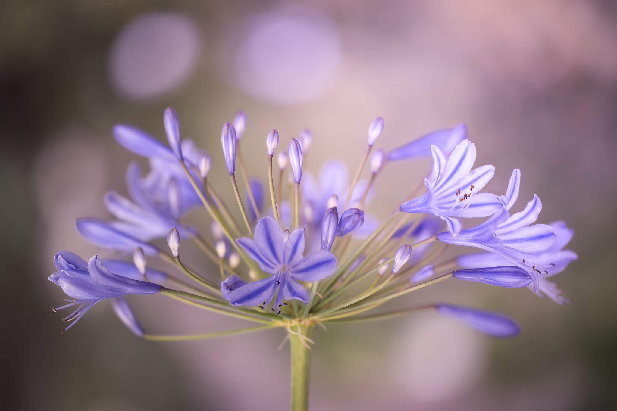 100mm F2.8 G SSM OSS sample photo. A brilliant beauty... photography