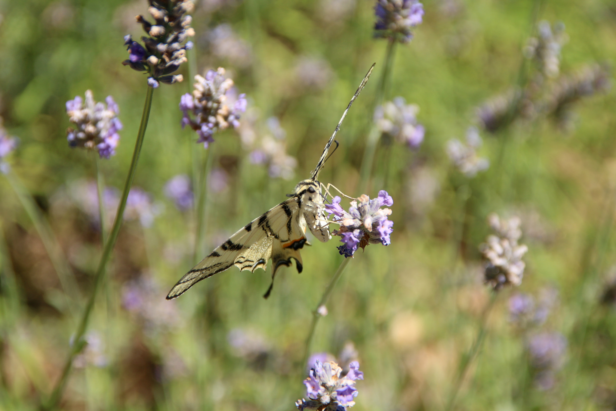 Sigma 18-125mm F3.8-5.6 DC OS HSM sample photo. Provence 2016 photography