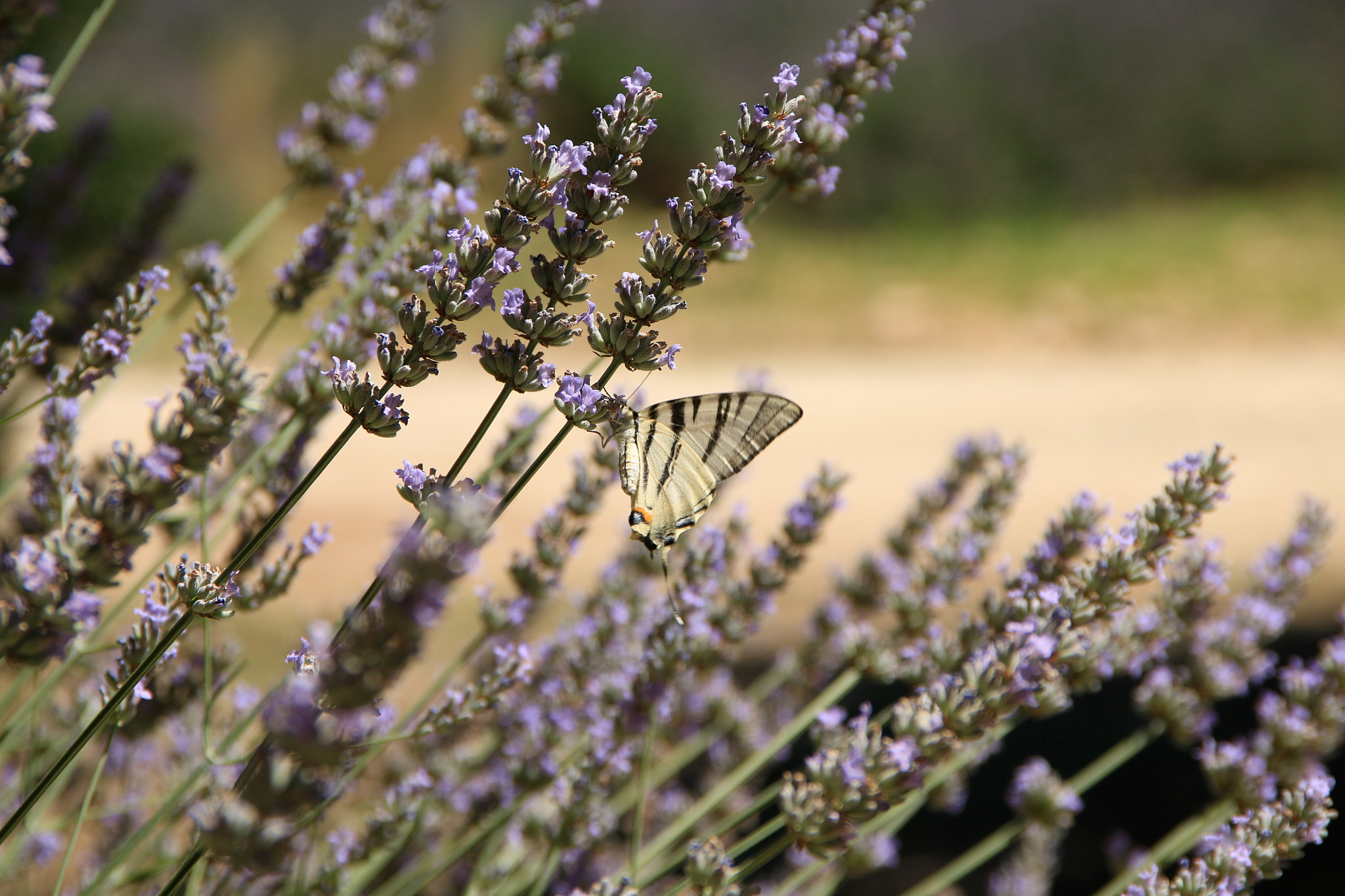 Sigma 18-125mm F3.8-5.6 DC OS HSM sample photo. Provence 2016 photography