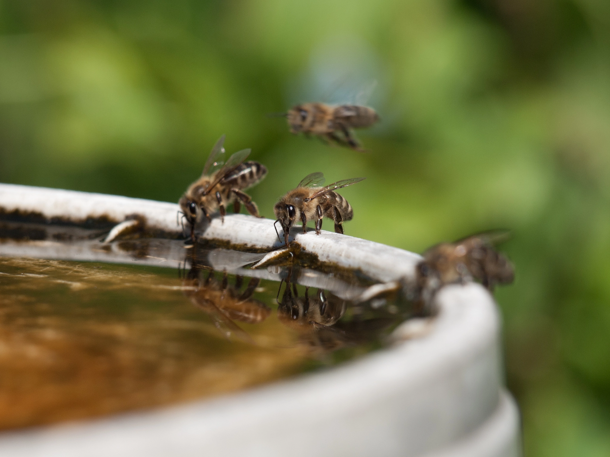 Olympus Zuiko Digital ED 40-150mm F4.0-5.6 sample photo. Thirsty bees photography