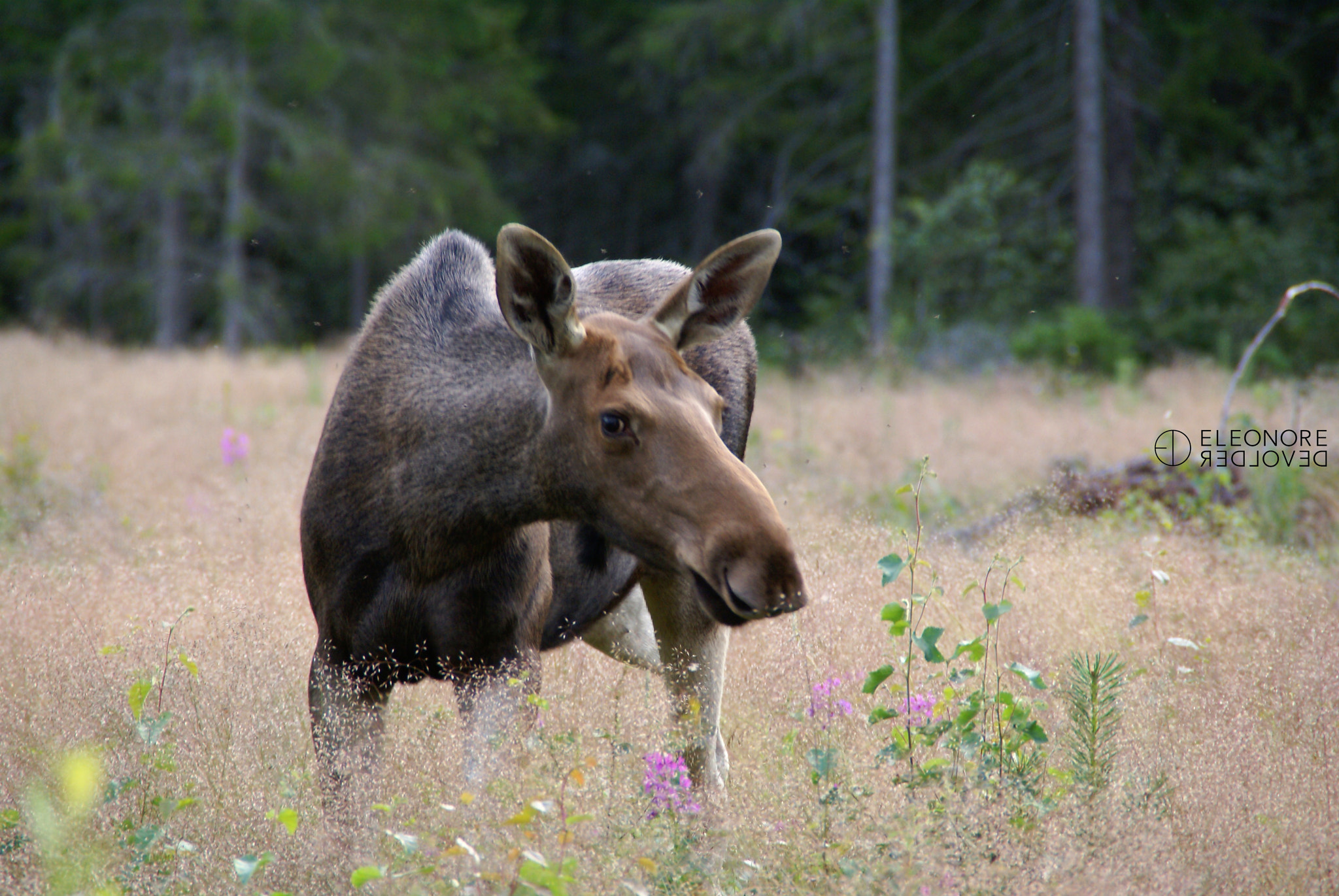 Sony Alpha DSLR-A100 sample photo. Elg the moose photography