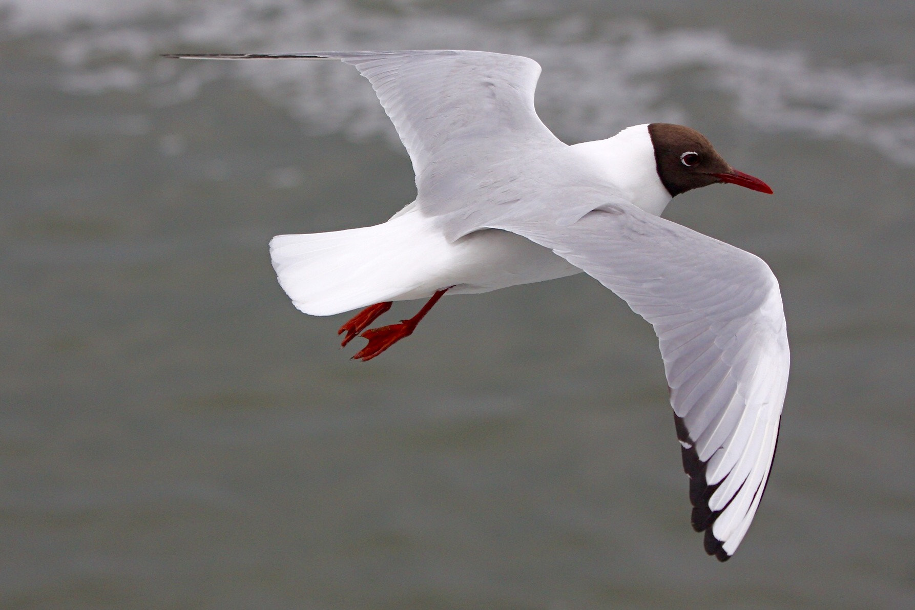 Canon EOS 40D sample photo. Floating along photography