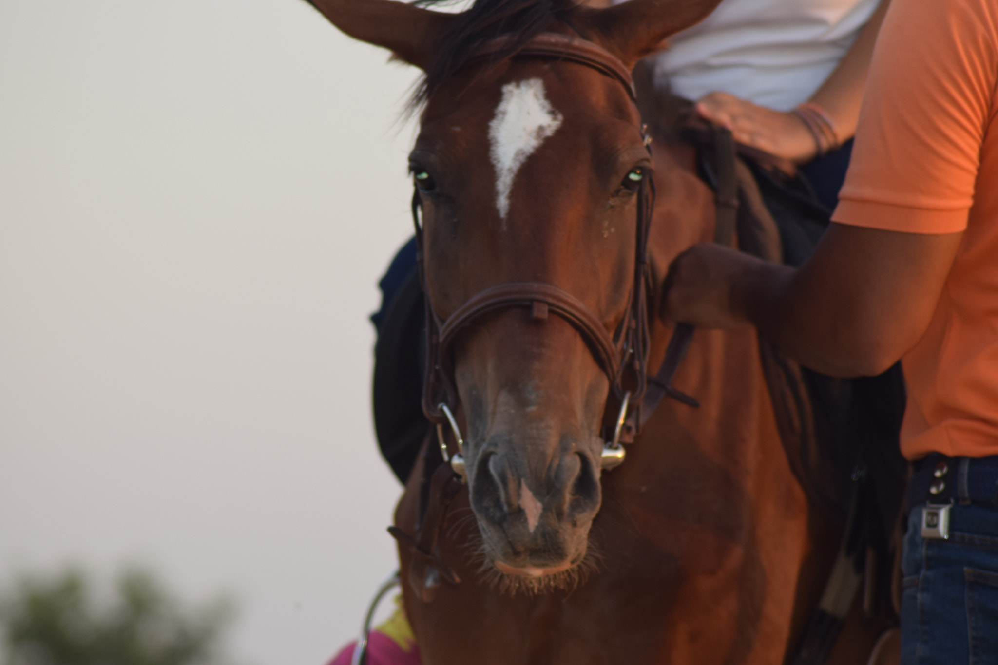 Nikon AF Nikkor 70-300mm F4-5.6G sample photo. Horse.jpg photography