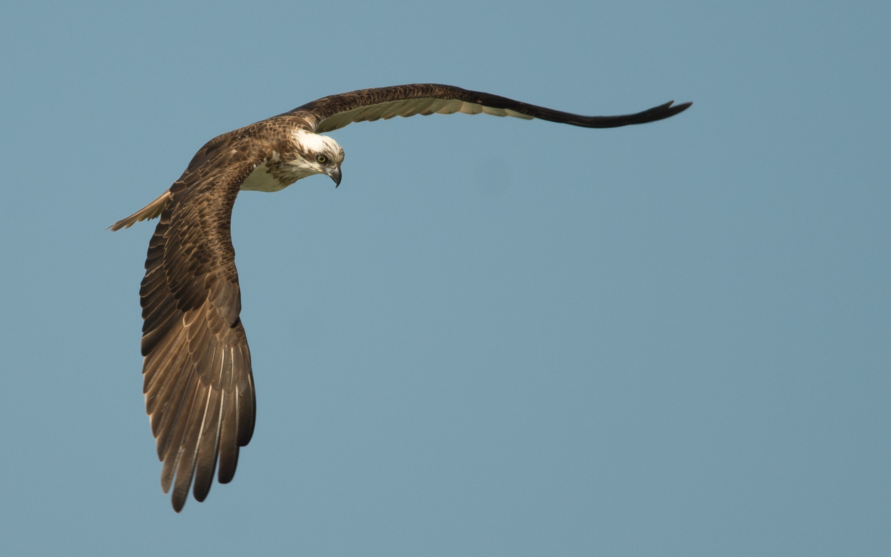 Nikon AF-S Nikkor 300mm F4D ED-IF sample photo. Osprey photography