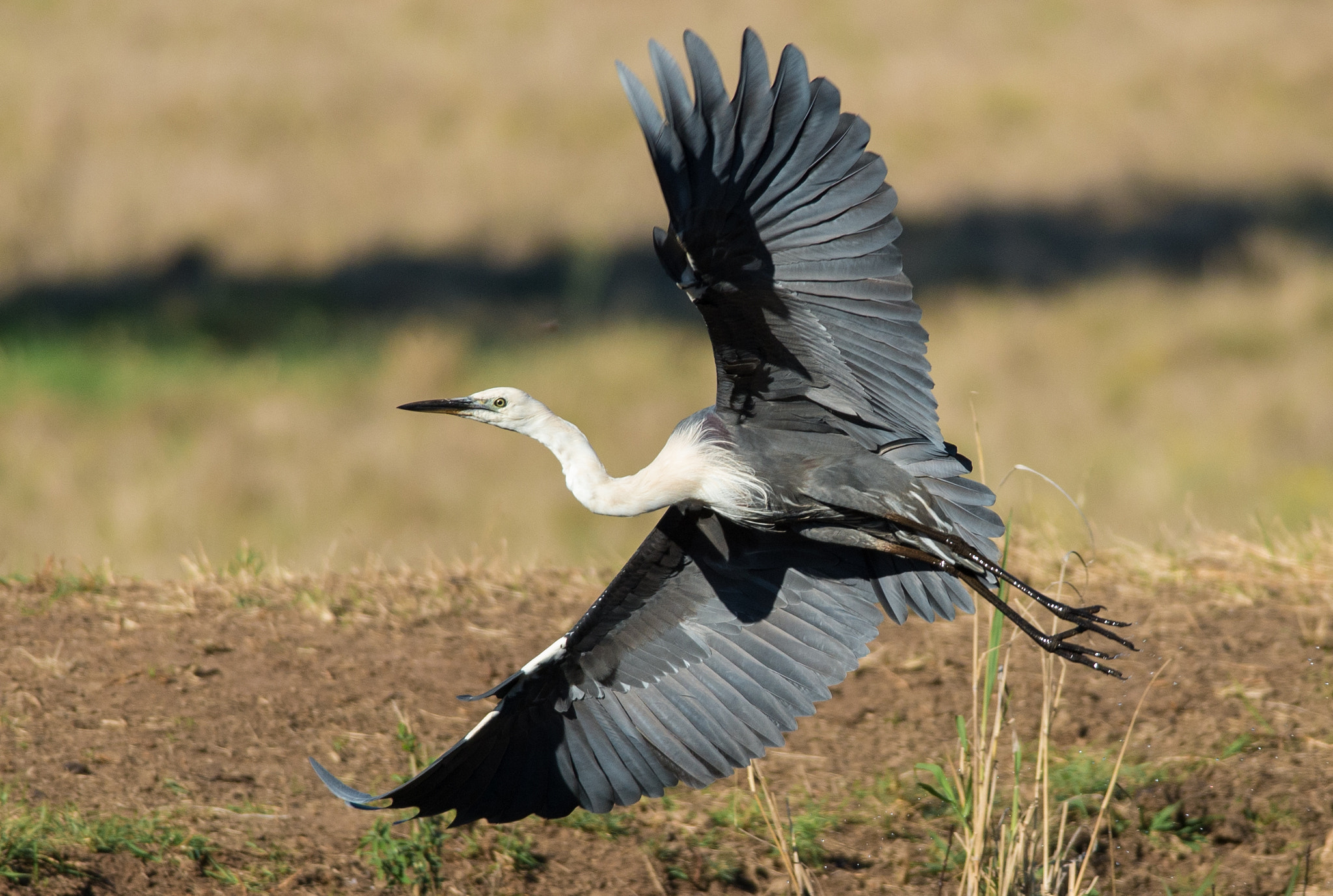 Nikon D600 + Nikon AF-S Nikkor 300mm F4D ED-IF sample photo. Heron photography