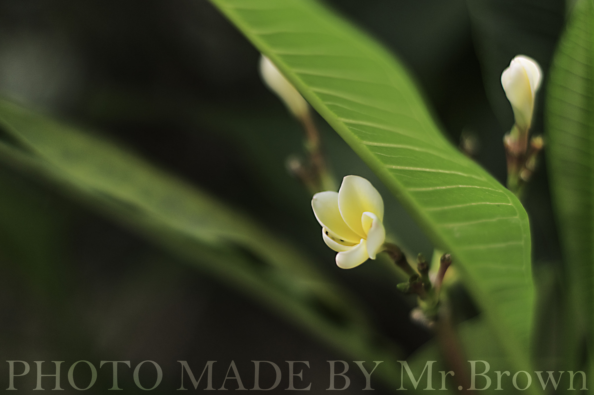 Pentax K-3 II + Pentax smc DA 50mm F1.8 sample photo. 白兰花 photography