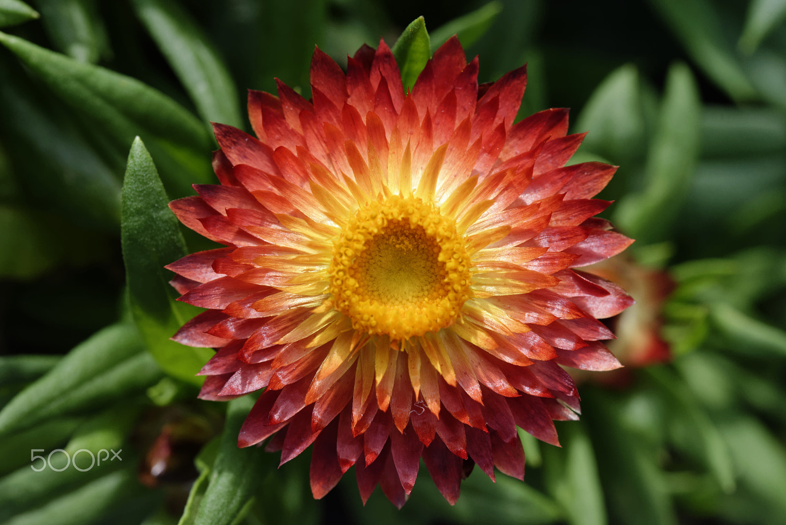 Nikon AF-S Micro-Nikkor 60mm F2.8G ED sample photo. Red flower photography