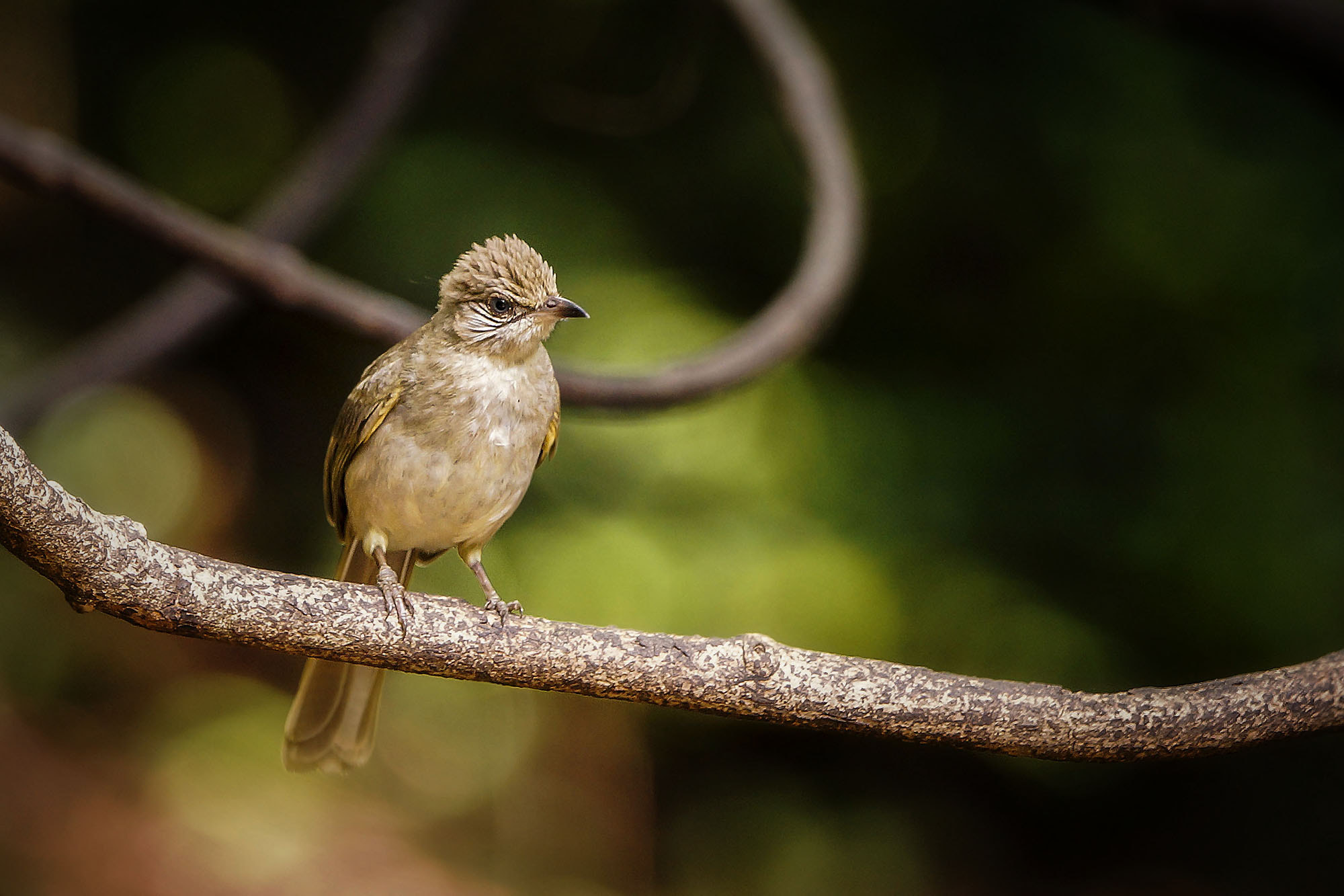 Sony SLT-A57 + Sony 70-400mm F4-5.6 G SSM sample photo. Streak-eared bulbul photography