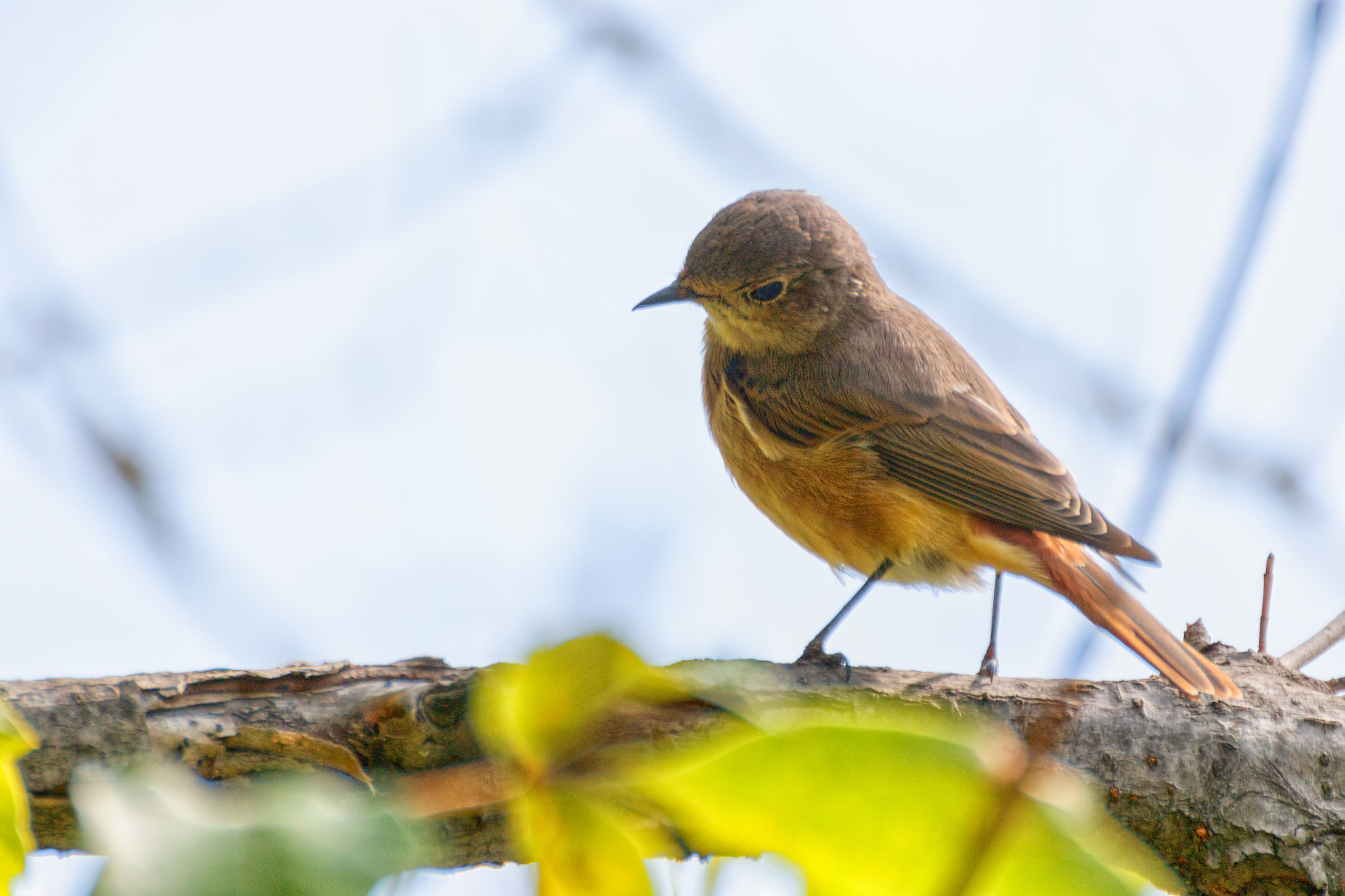Tamron SP 35mm F1.8 Di VC USD sample photo. Redstart / ruticilla / Горихвостка photography