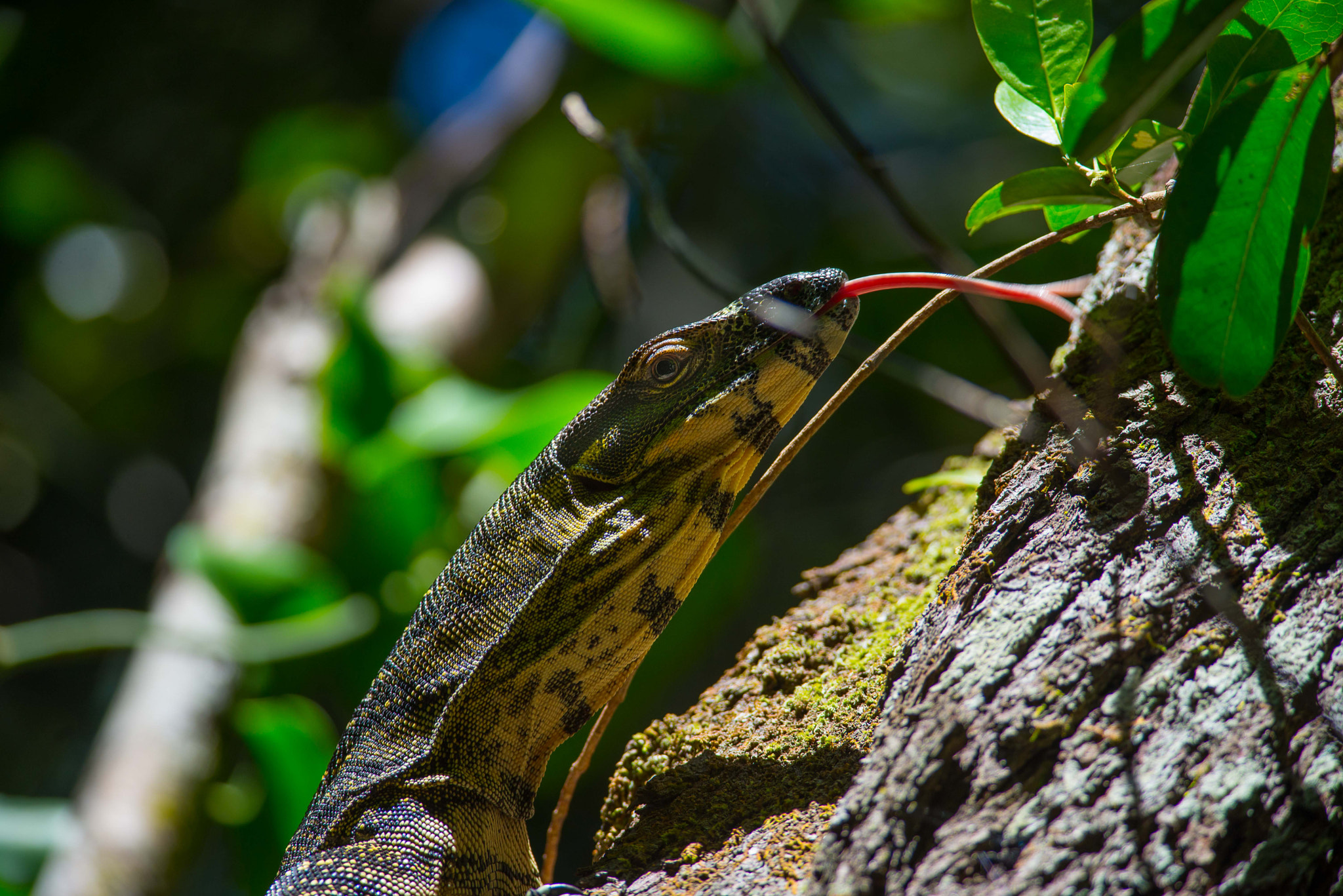 Nikon D600 + Nikon AF-S Nikkor 300mm F4D ED-IF sample photo. Goanna photography