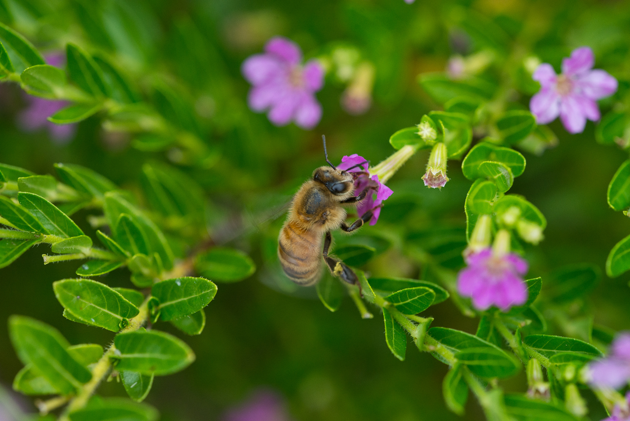 Sigma 150mm F2.8 EX DG OS Macro HSM sample photo. Bee photography