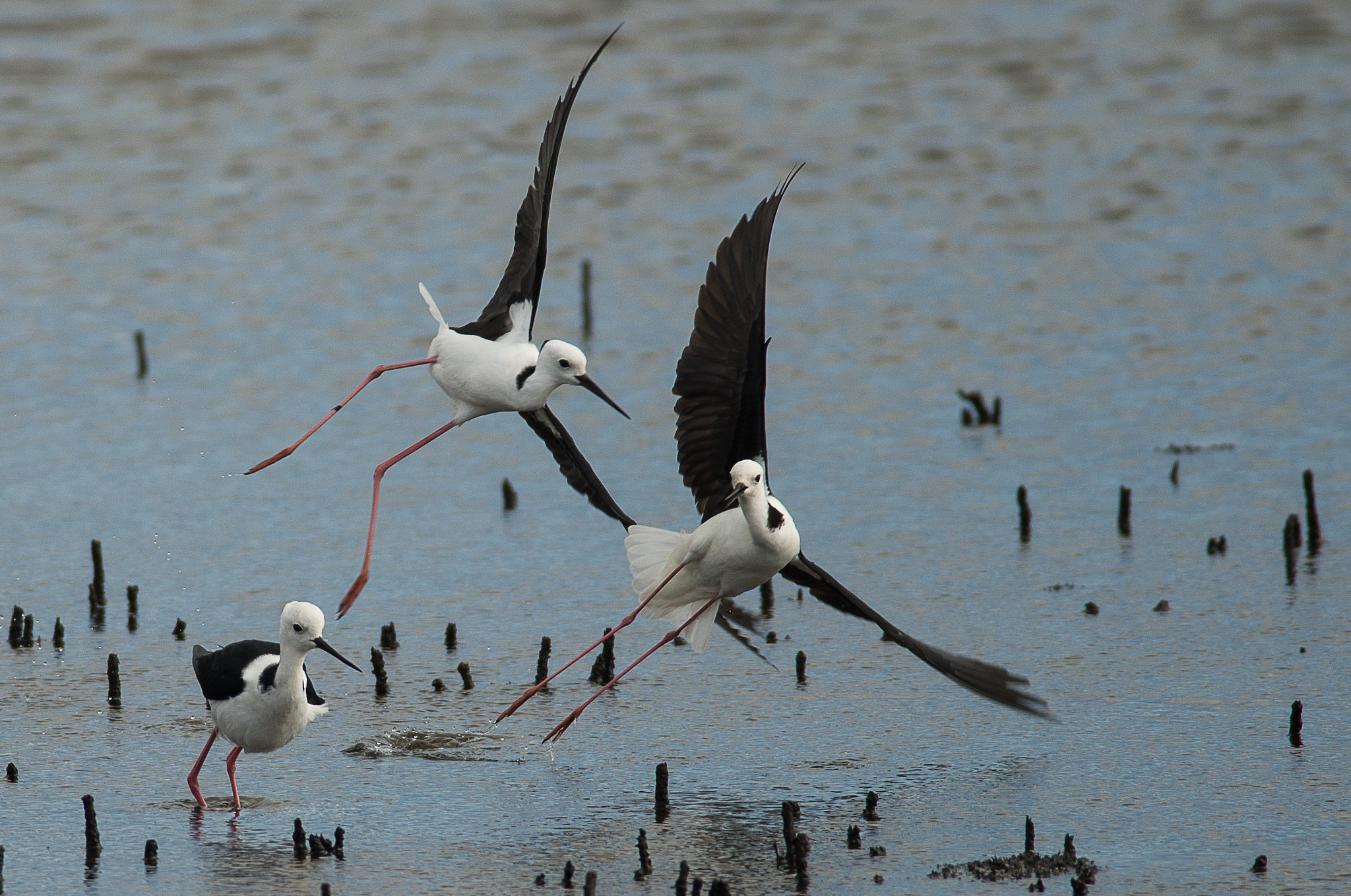 Nikon D600 + Nikon AF-S Nikkor 300mm F4D ED-IF sample photo. Stilts in air combat photography