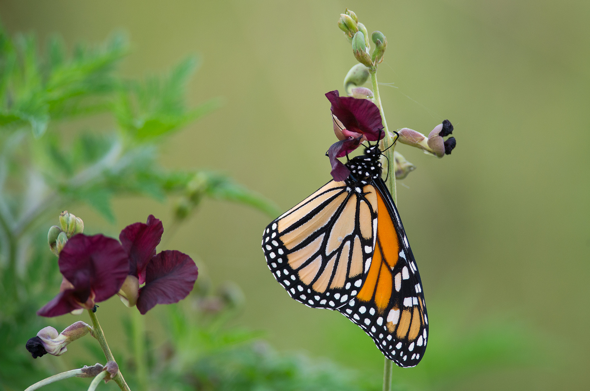 Nikon D600 + Nikon AF-S Nikkor 300mm F4D ED-IF sample photo. Butterfly photography