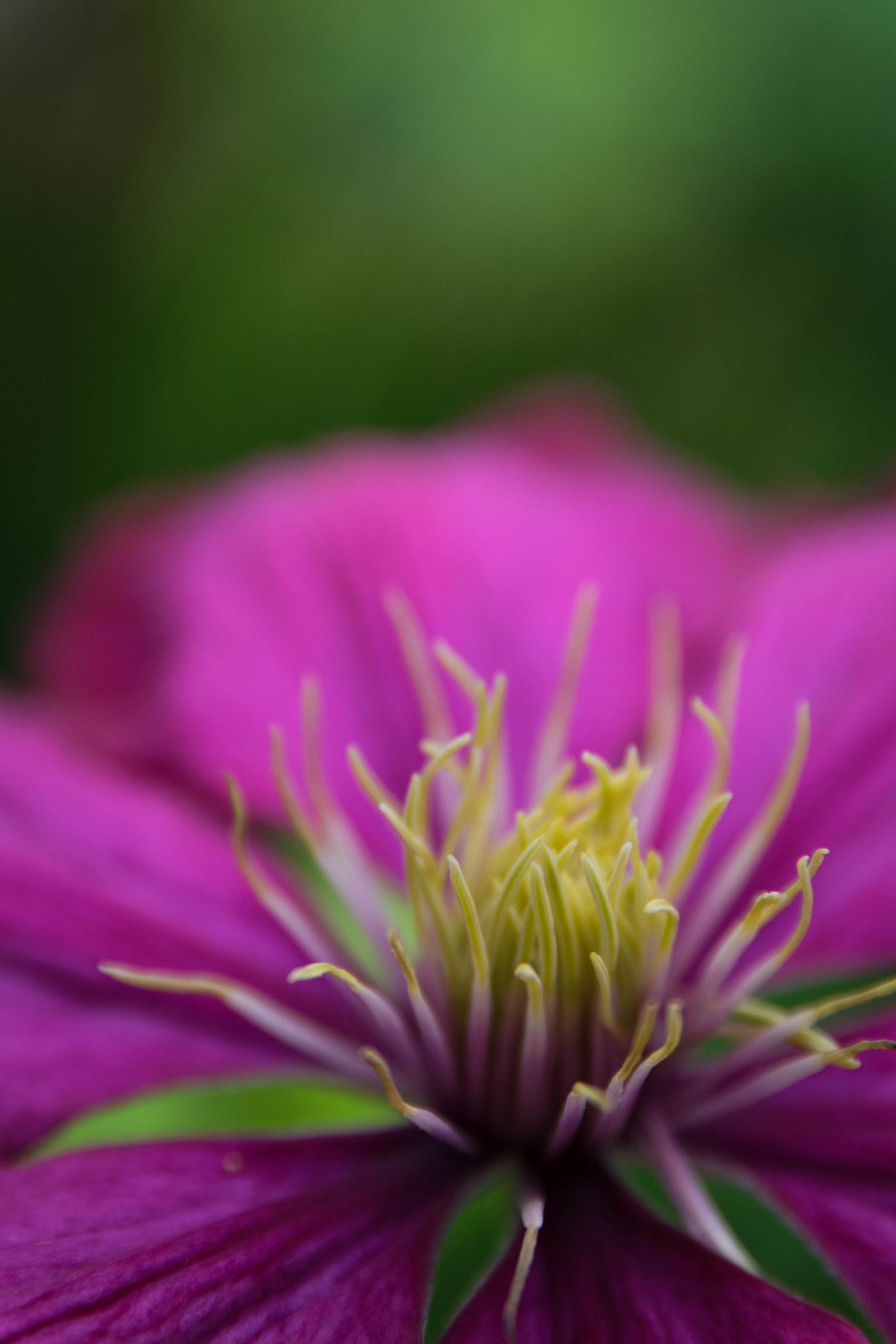 Sigma 17-70mm F2.8-4 DC Macro OS HSM | C sample photo. Clematis photography