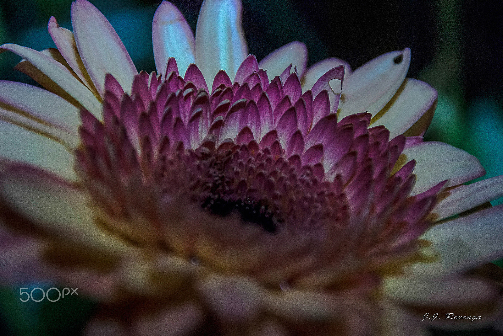 Sigma 18-250mm F3.5-6.3 DC Macro OS HSM sample photo. Flor photography