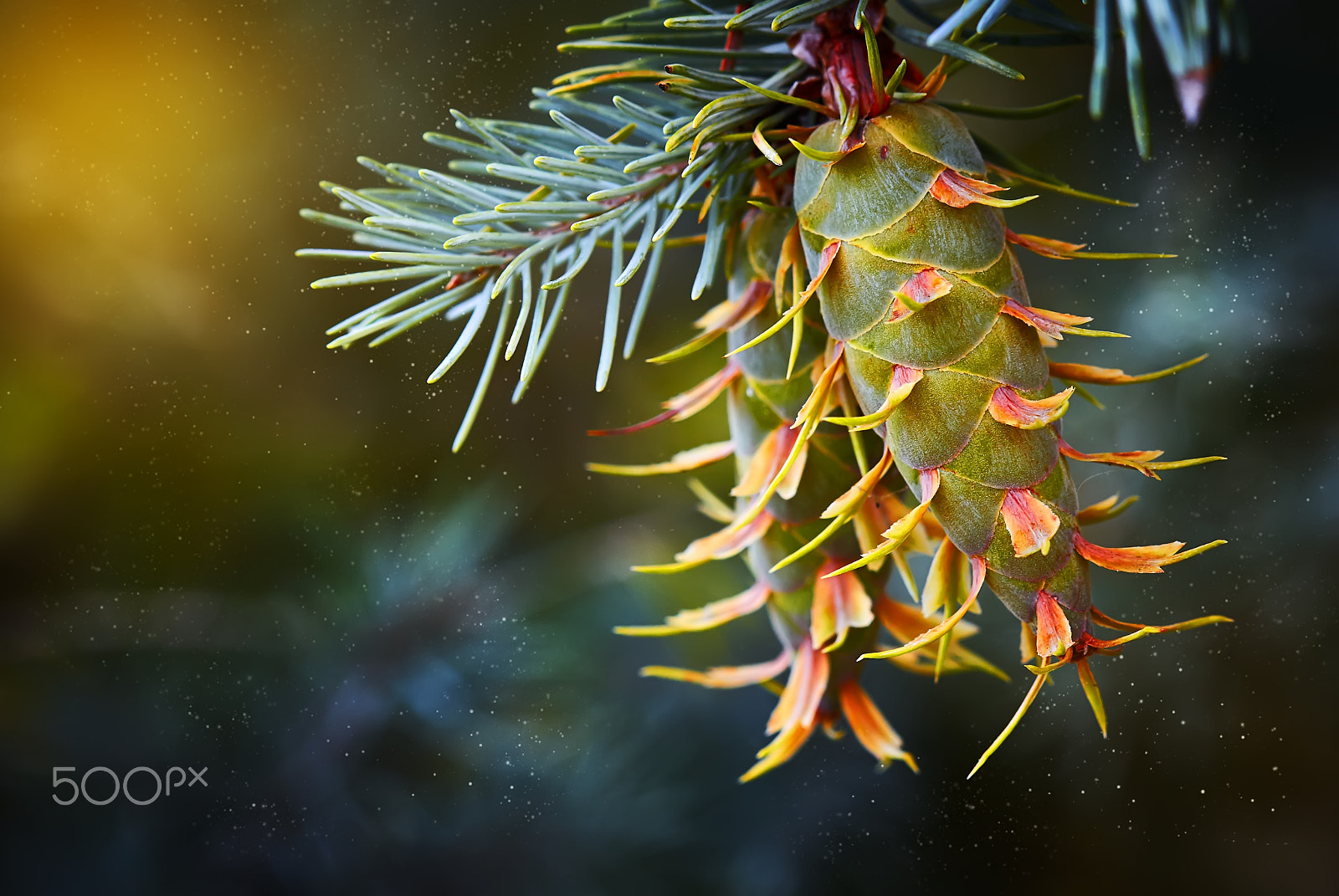 Canon EOS 50D + Canon EF 100mm F2.8 Macro USM sample photo. Cones on pine with resin, shallow deep of field photography