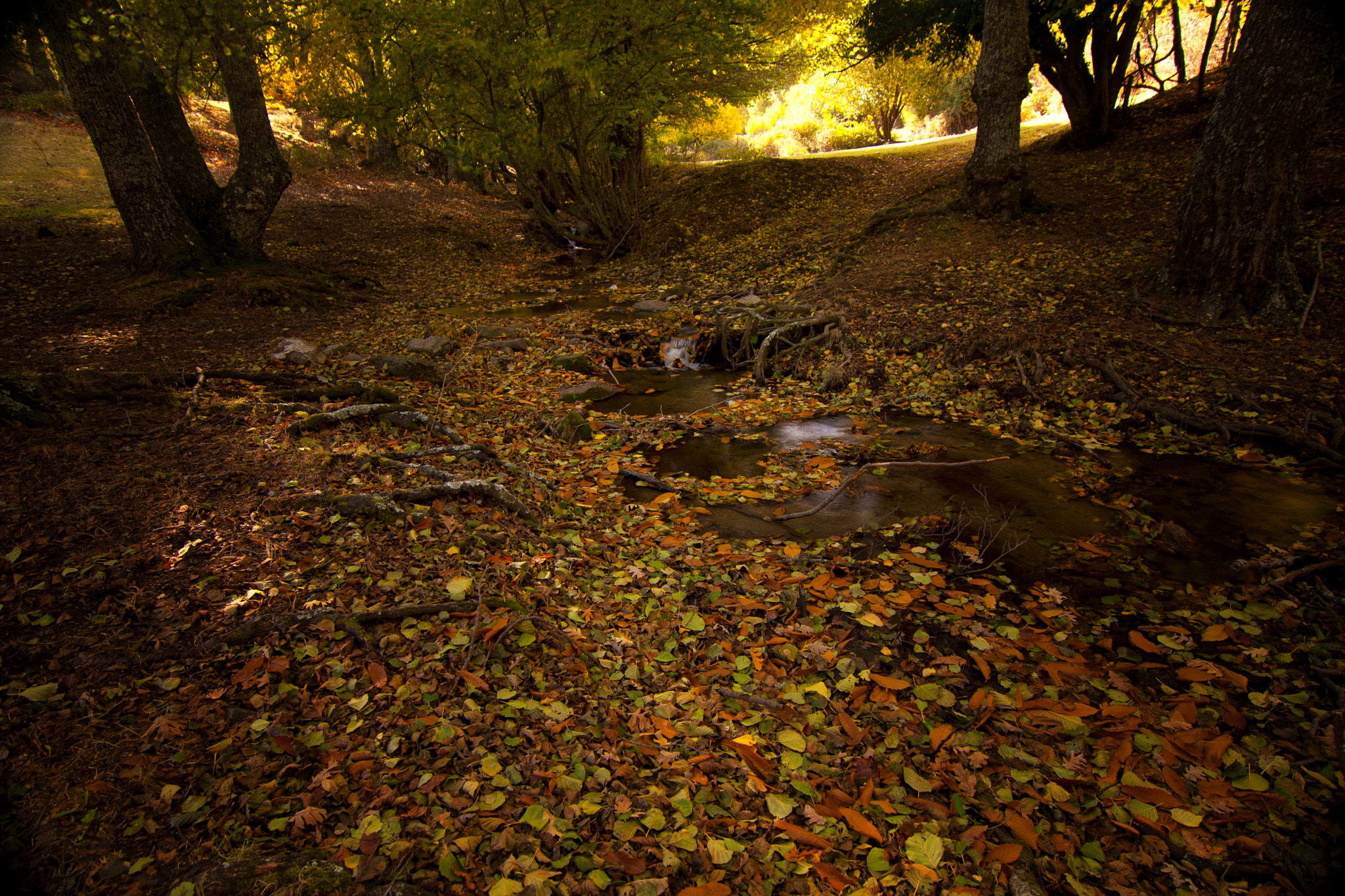 Canon EOS 40D sample photo. Autumn light photography