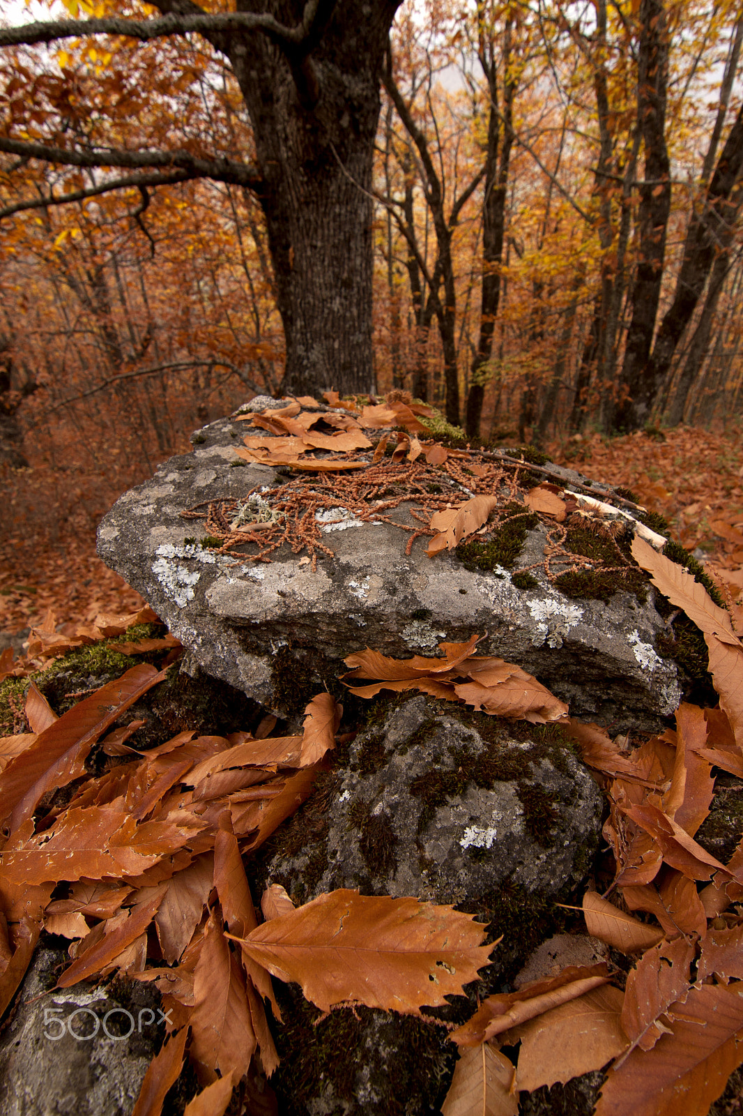 Canon EOS 40D sample photo. Autumn photography