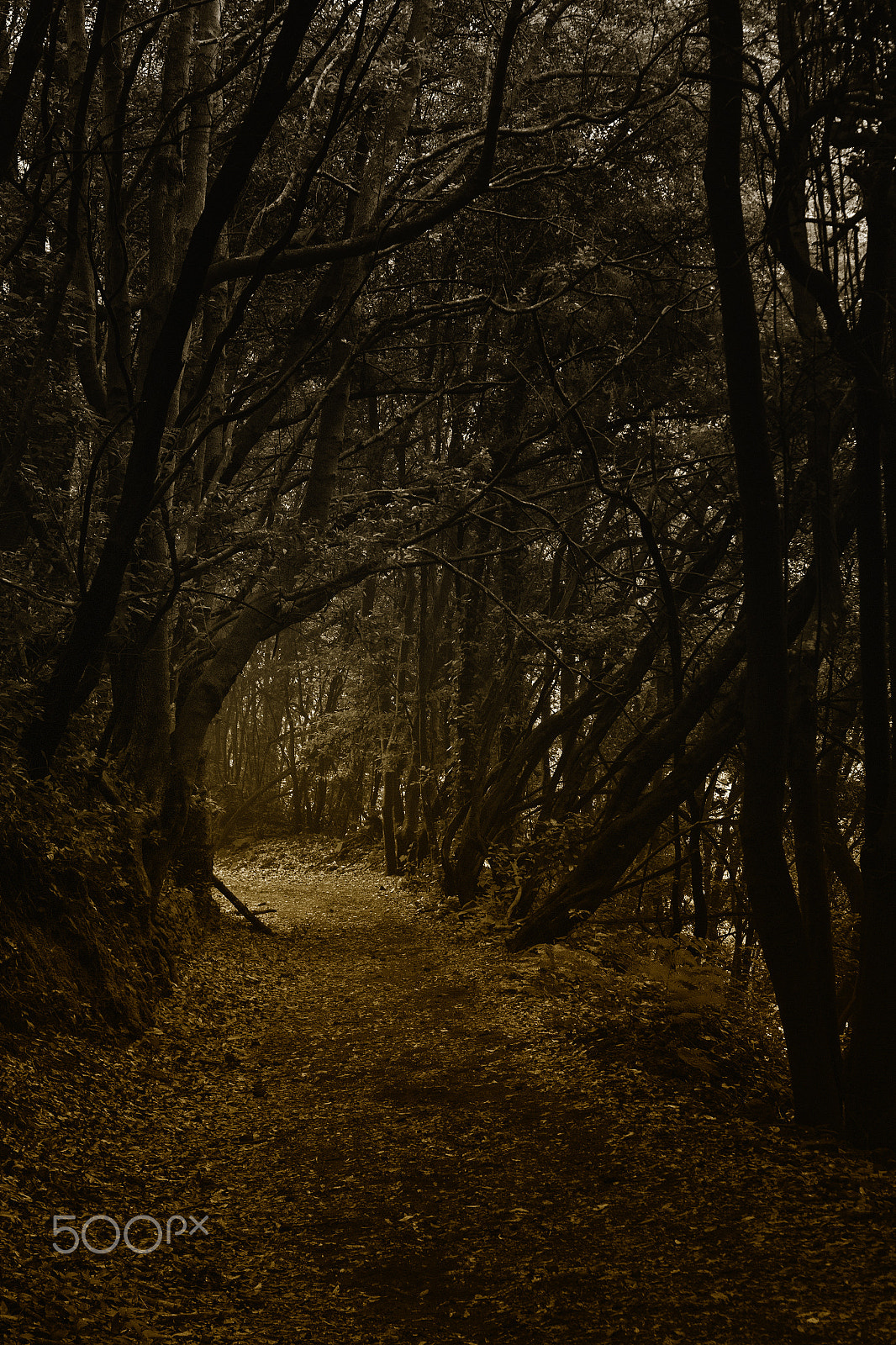 Canon EOS 70D + Canon EF 50mm F1.8 II sample photo. Secret path photography