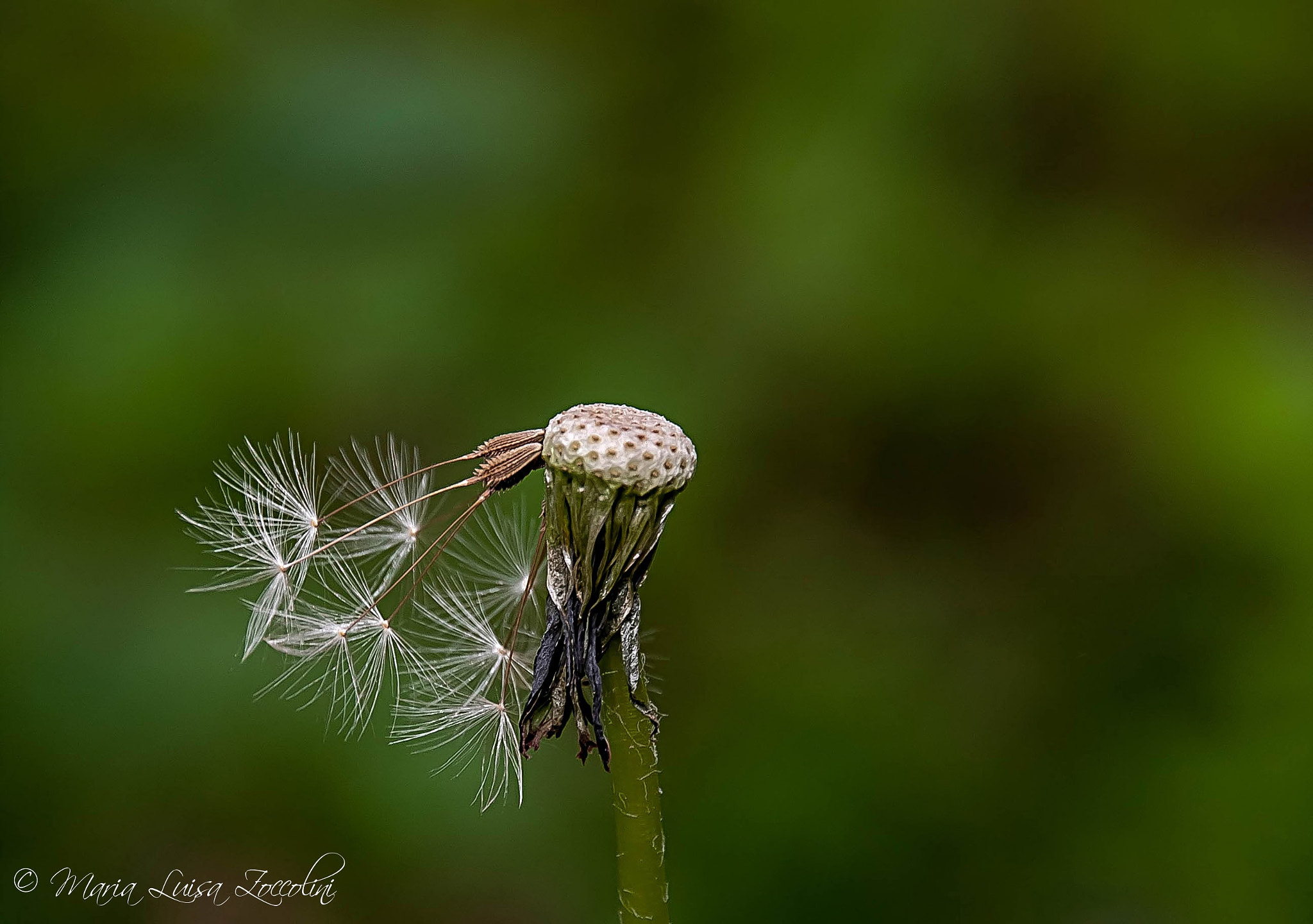 Sigma 18-250mm F3.5-6.3 DC OS HSM sample photo. Frutti di taraxacum officinale (soffione) photography