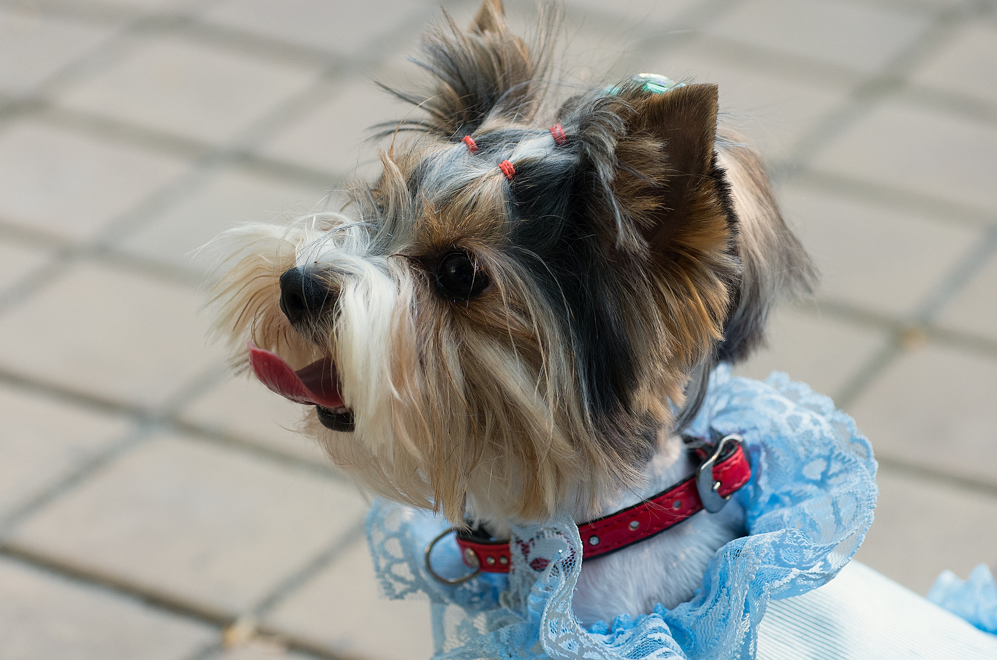 Pentax K-5 IIs sample photo. Fashion dogs photography